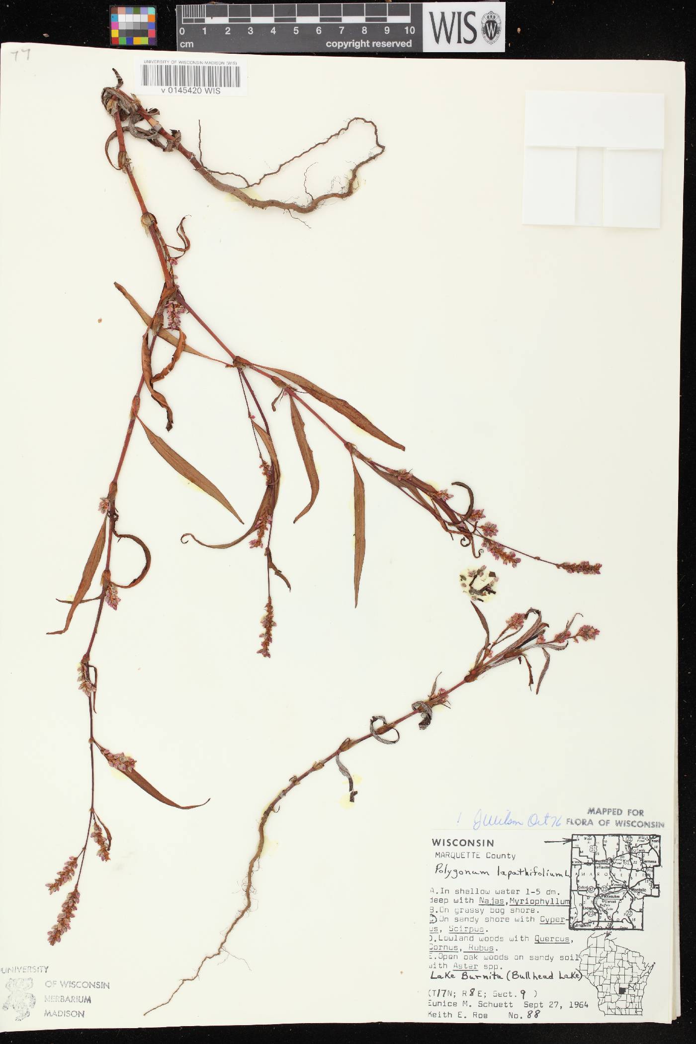 Persicaria lapathifolia image
