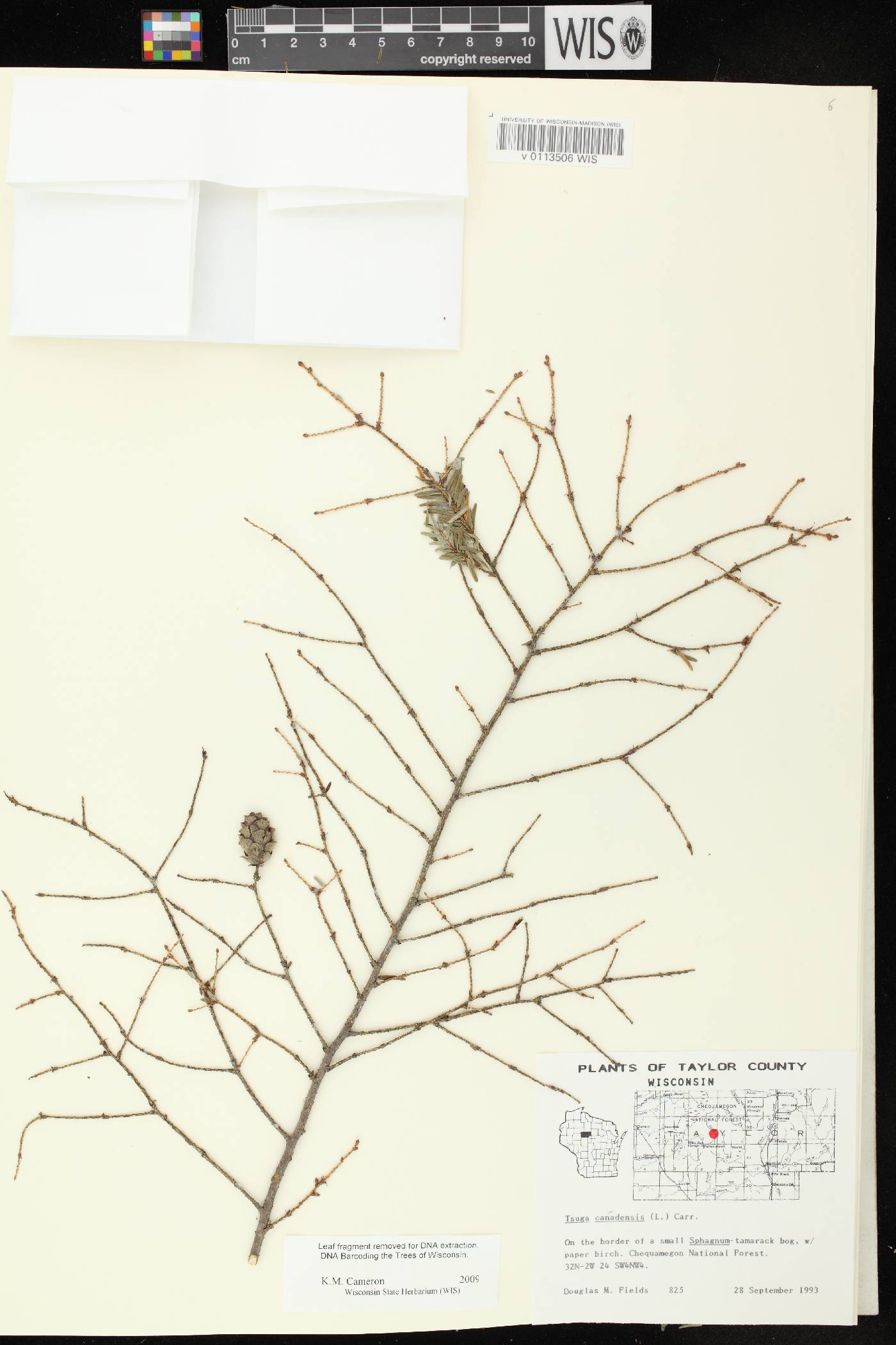 Tsuga canadensis image