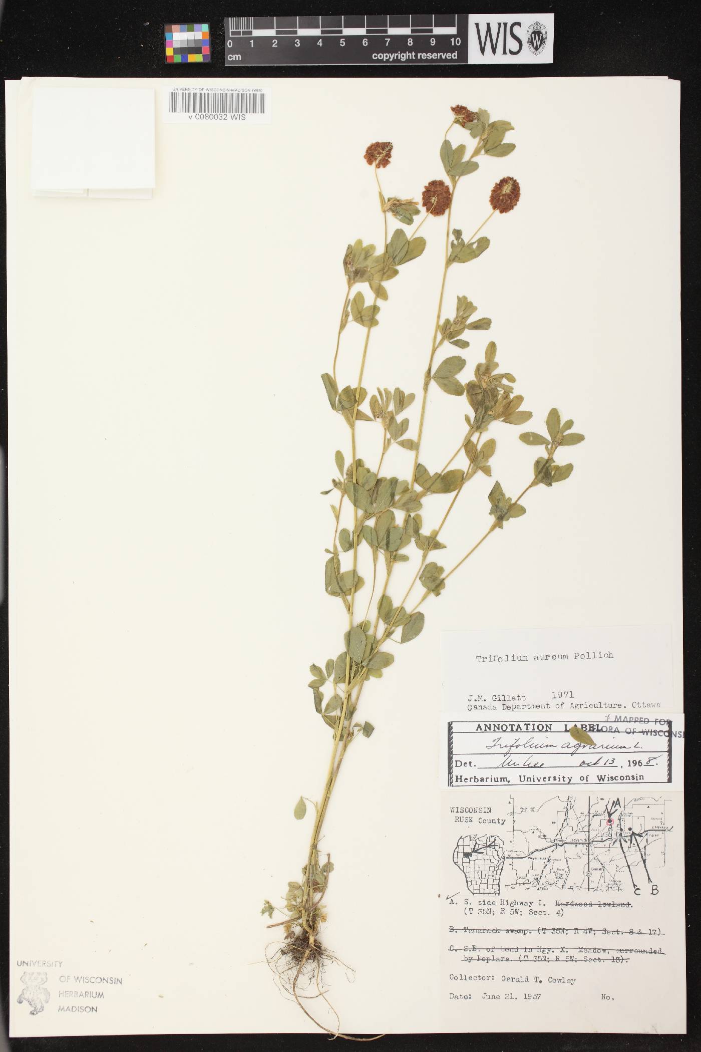 Trifolium aureum image