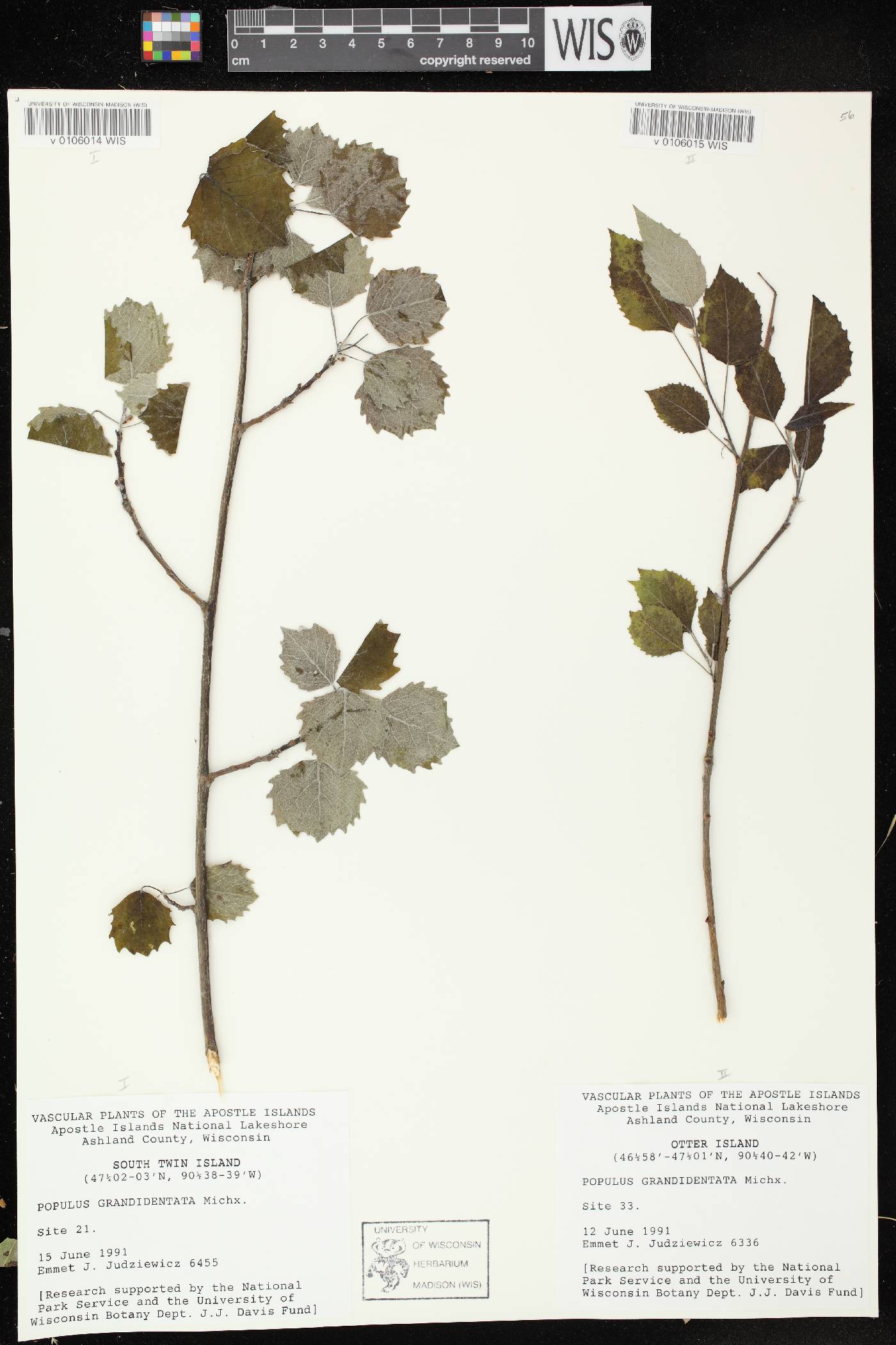 Populus grandidentata image