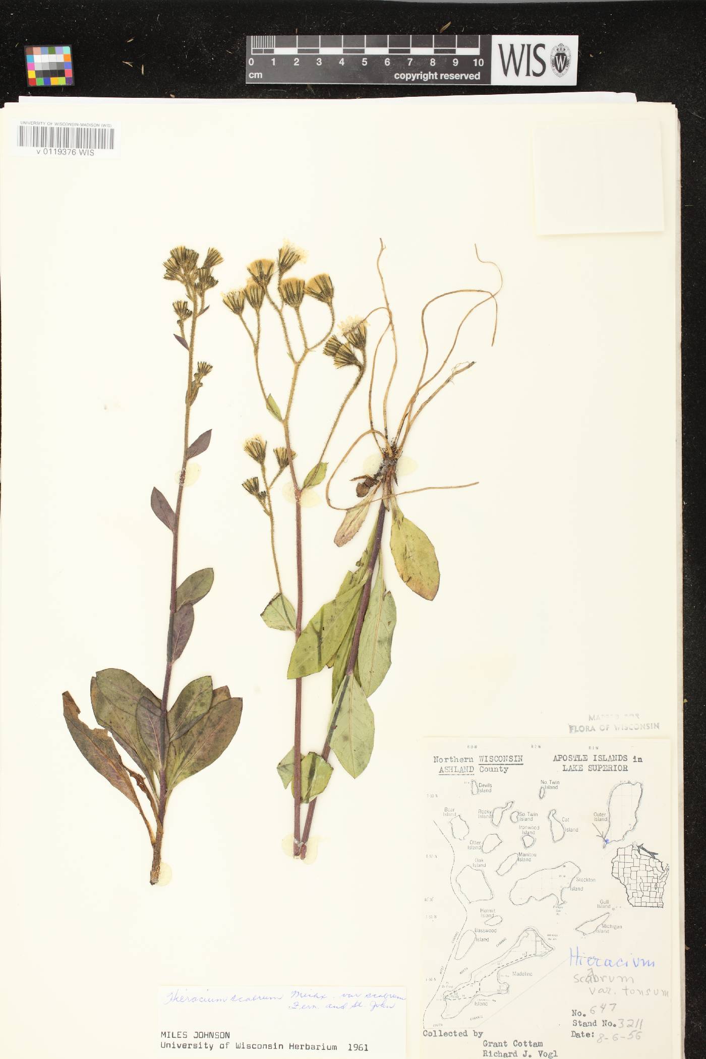 Hieracium scabrum image