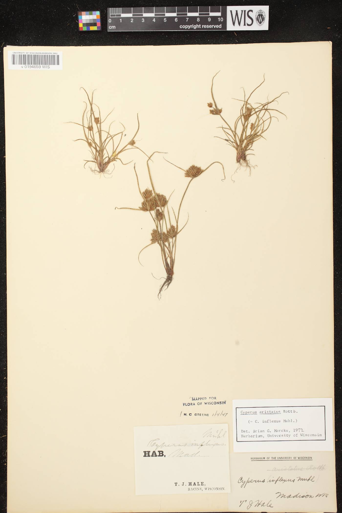 Cyperus squarrosus image