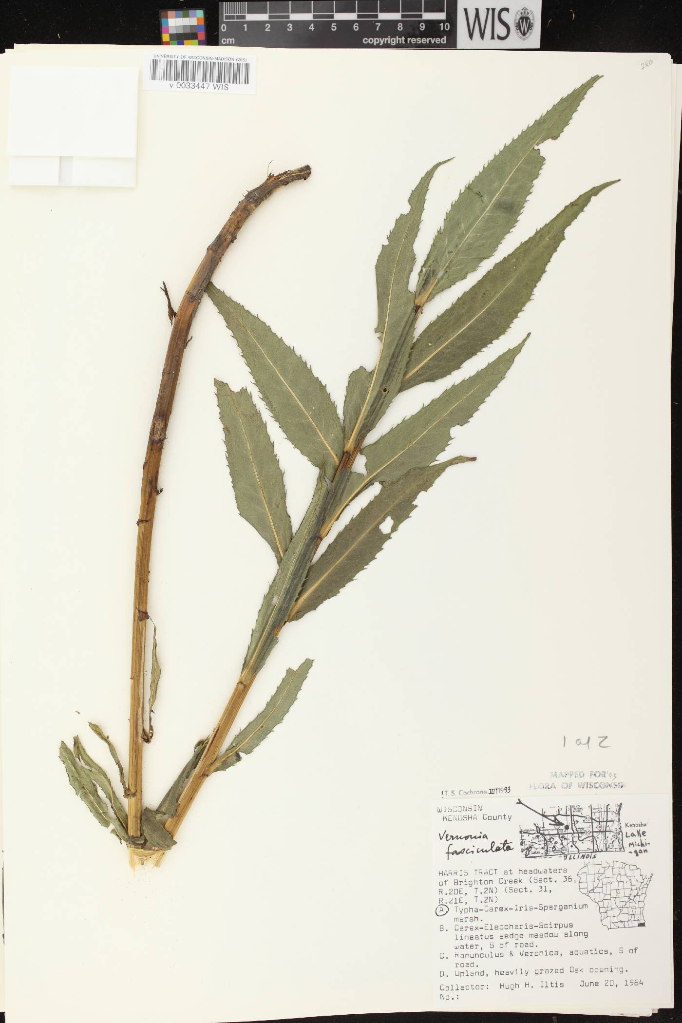 Vernonia fasciculata image