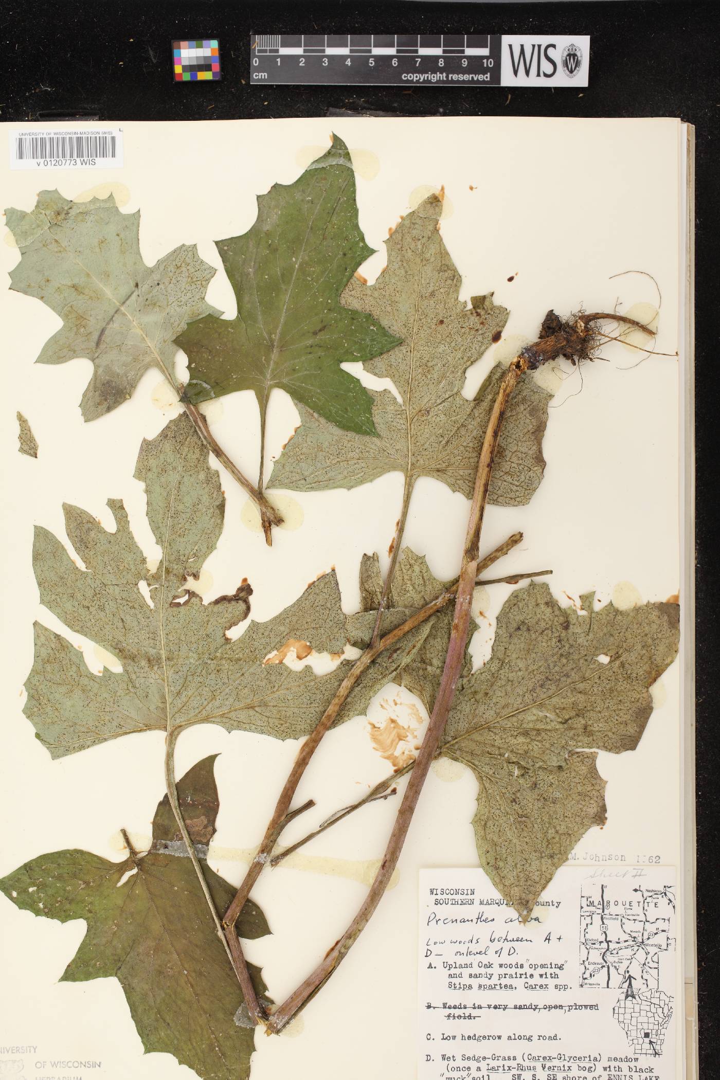 Prenanthes alba image