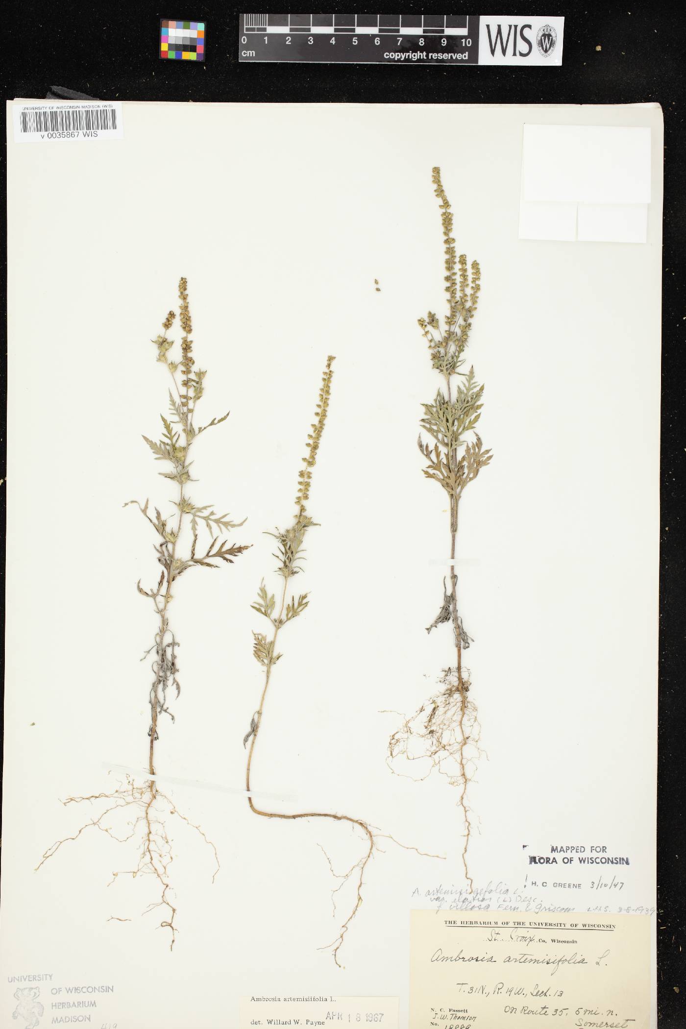 Ambrosia artemisiifolia image