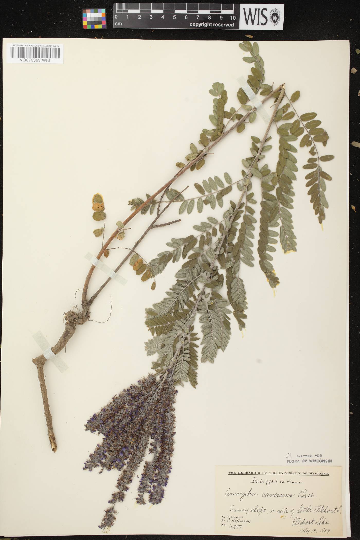 Amorpha canescens image
