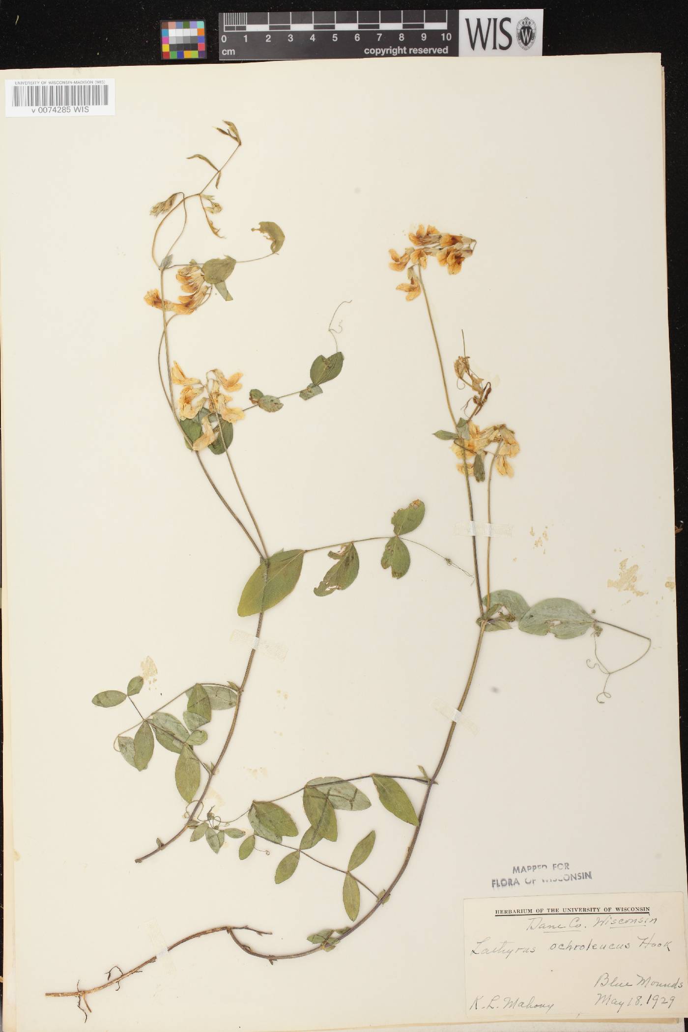 Lathyrus ochroleucus image