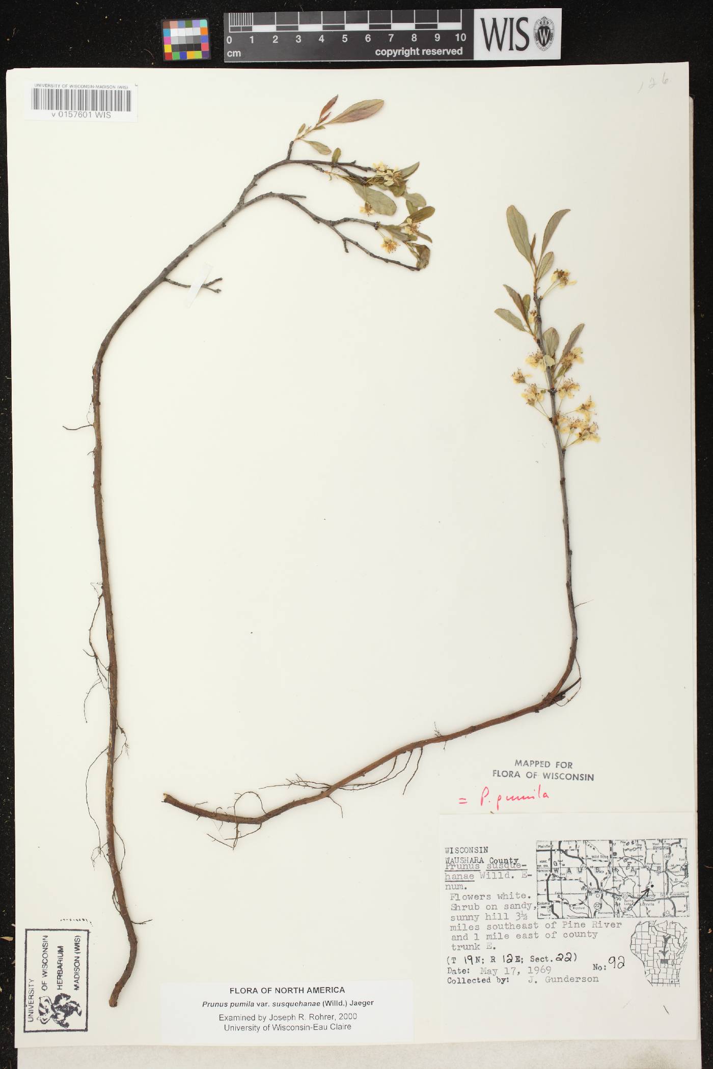 Prunus pumila image