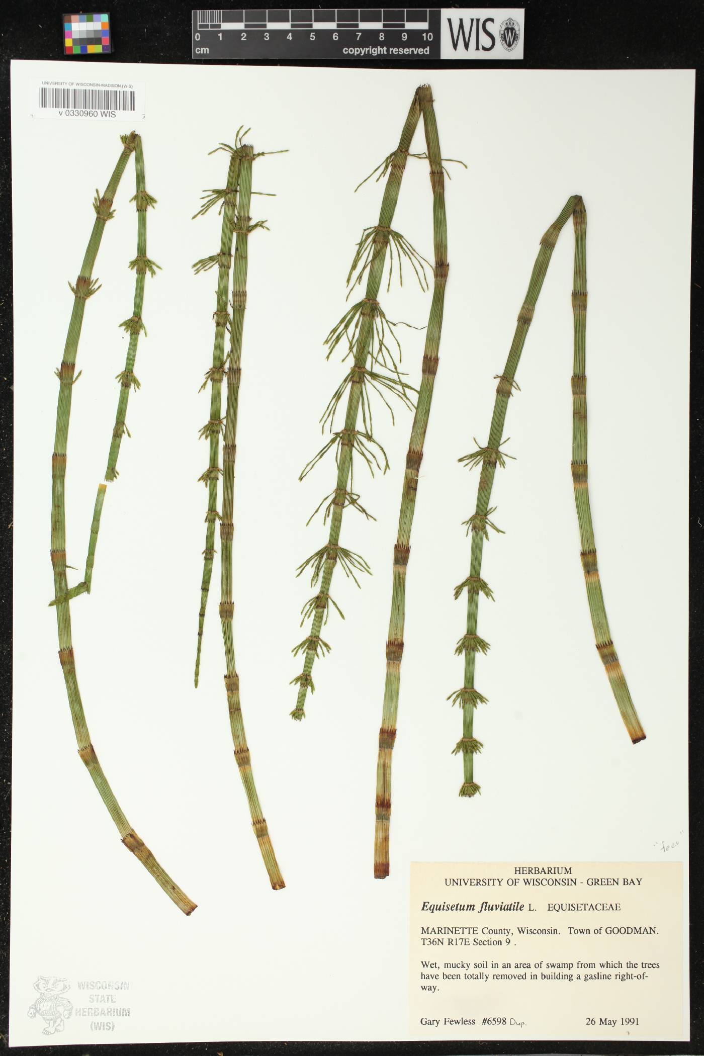 Equisetum fluviatile image
