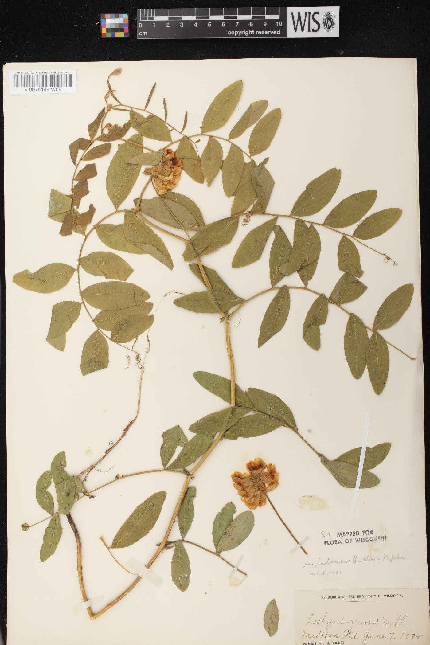 Lathyrus venosus image