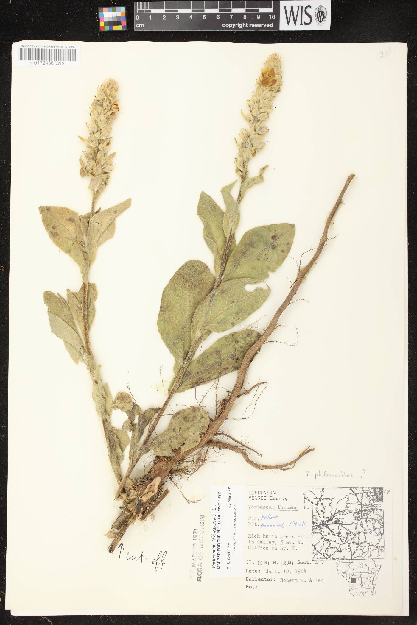 Verbascum thapsus image