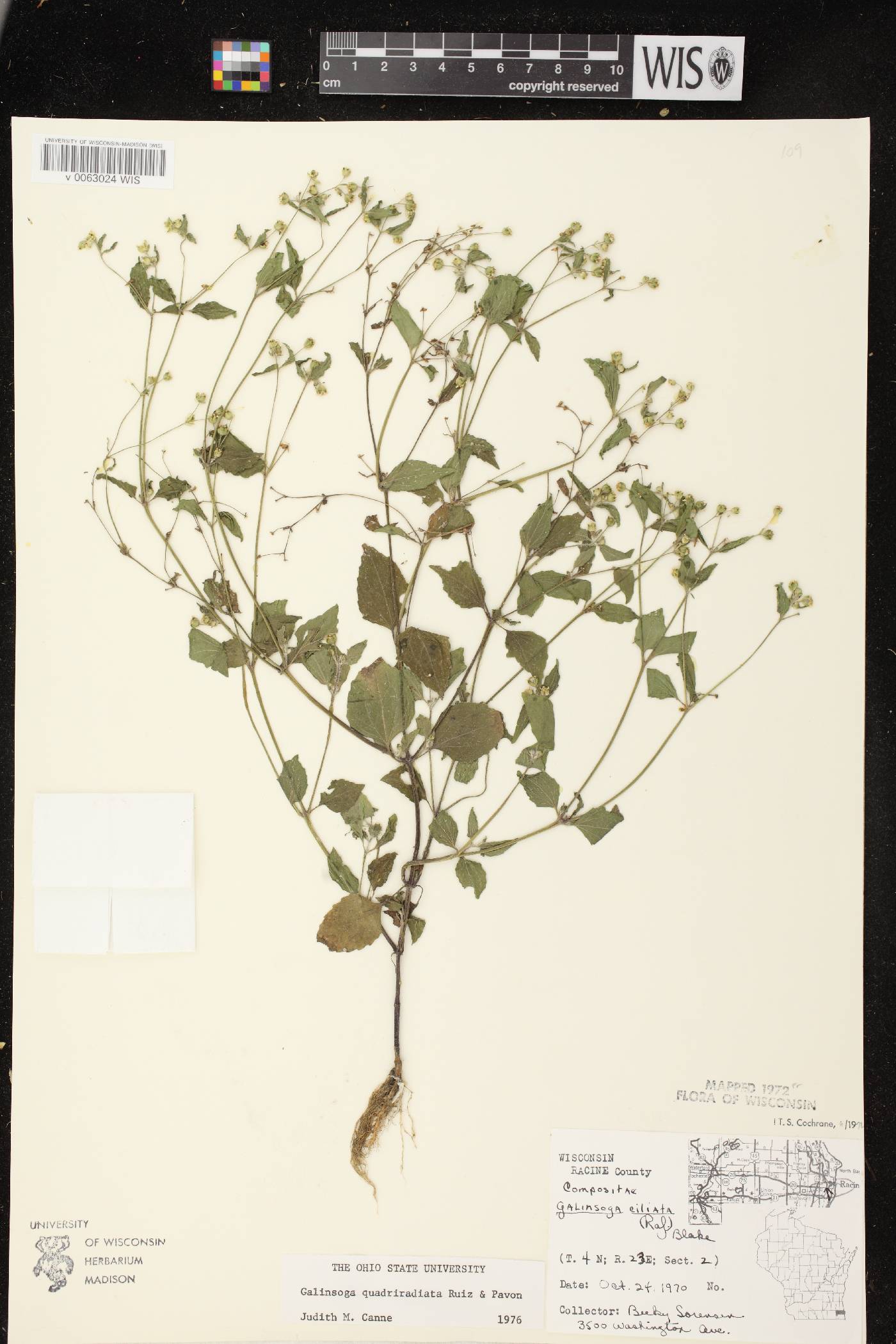 Galinsoga quadriradiata image
