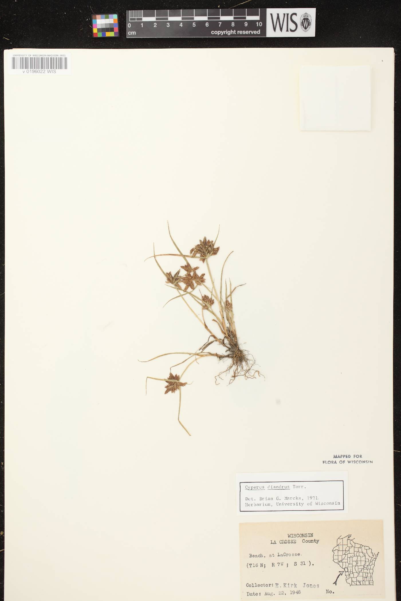 Cyperus diandrus image