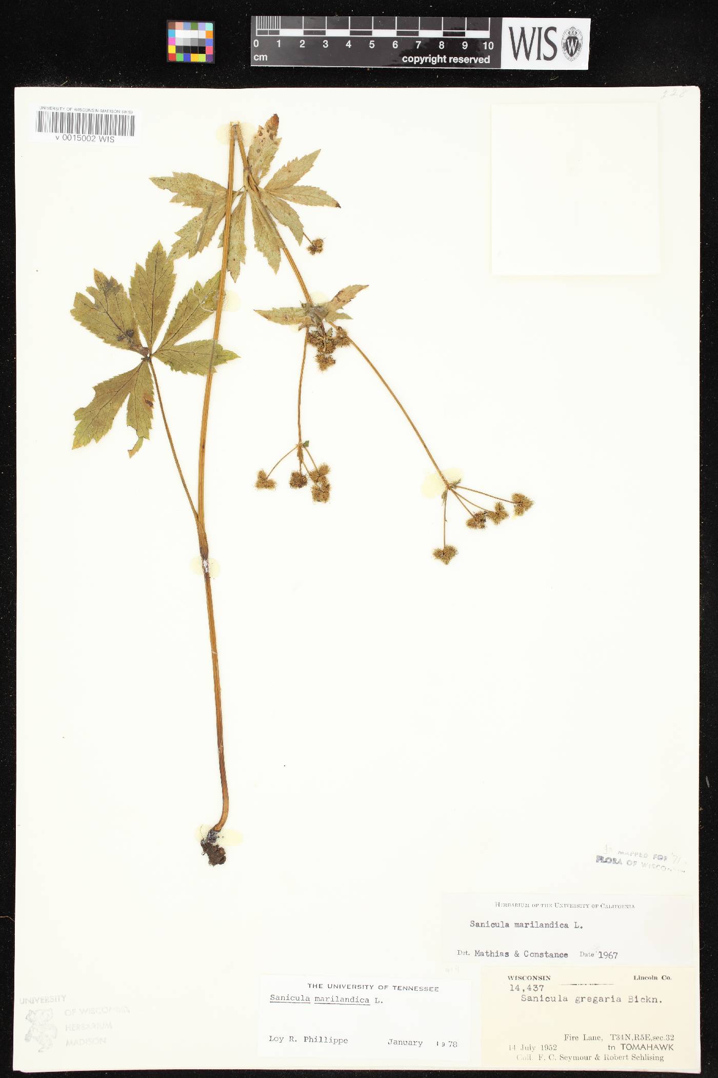 Sanicula marilandica image