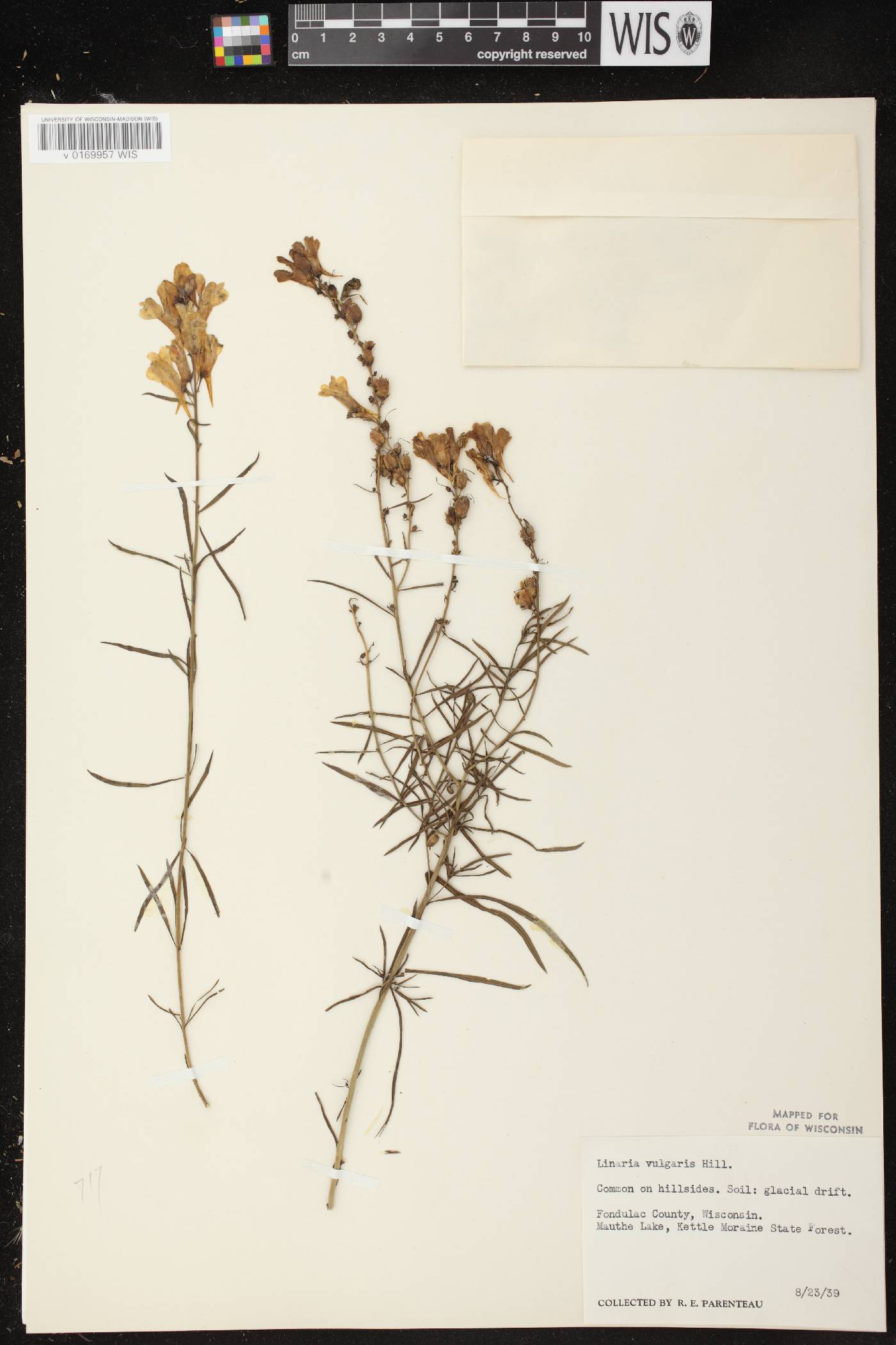 Linaria vulgaris image