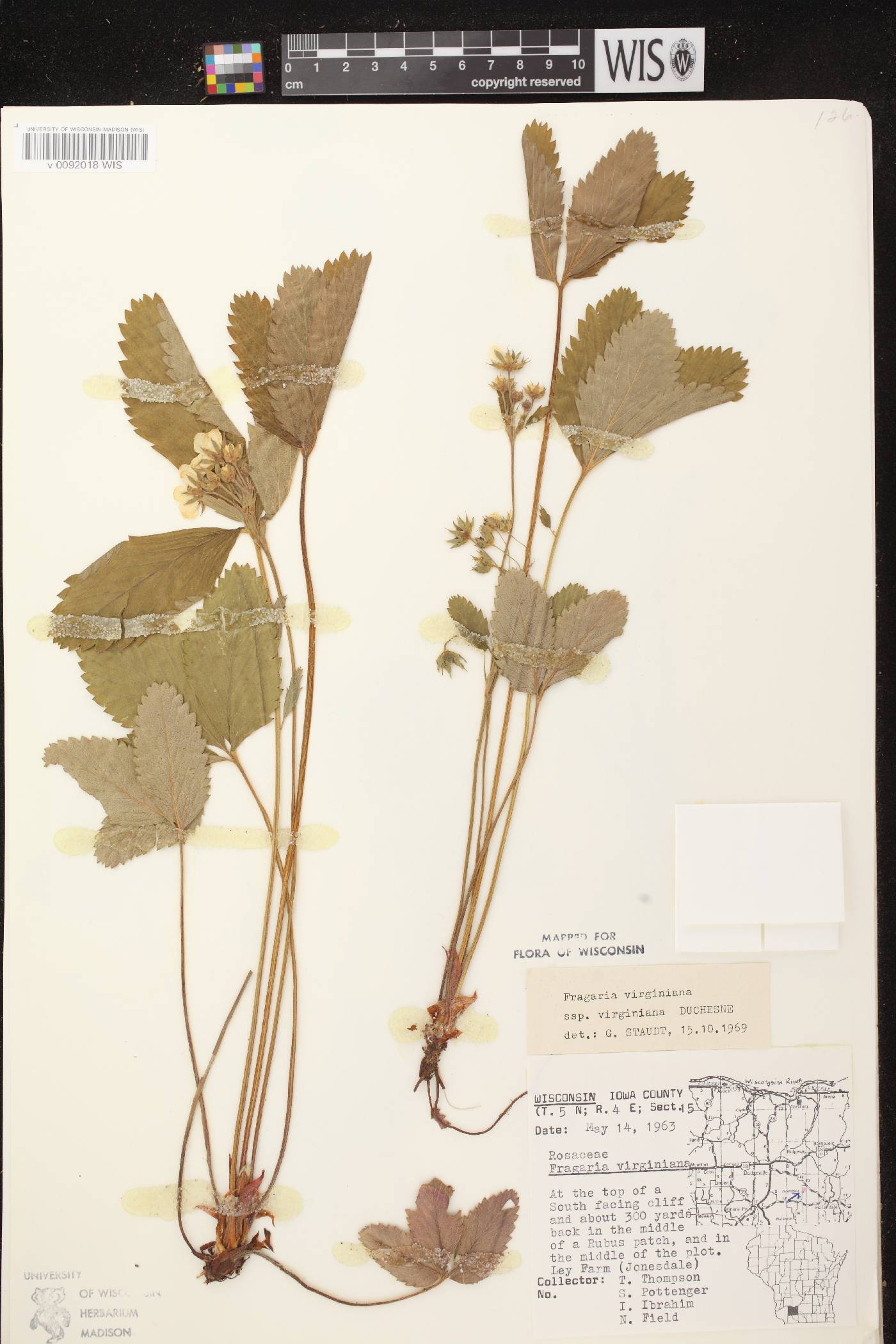 Fragaria virginiana image