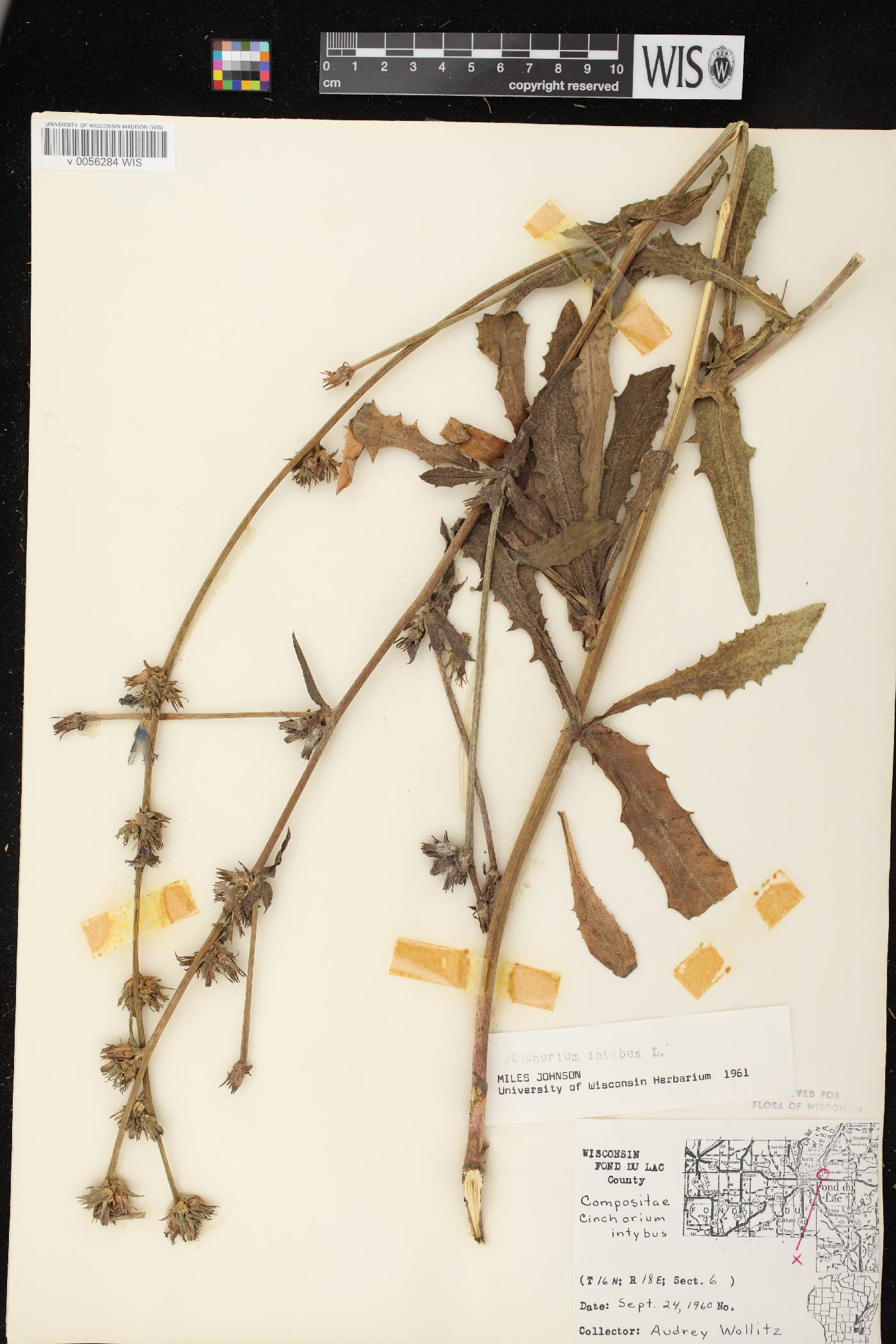 Cichorium intybus image