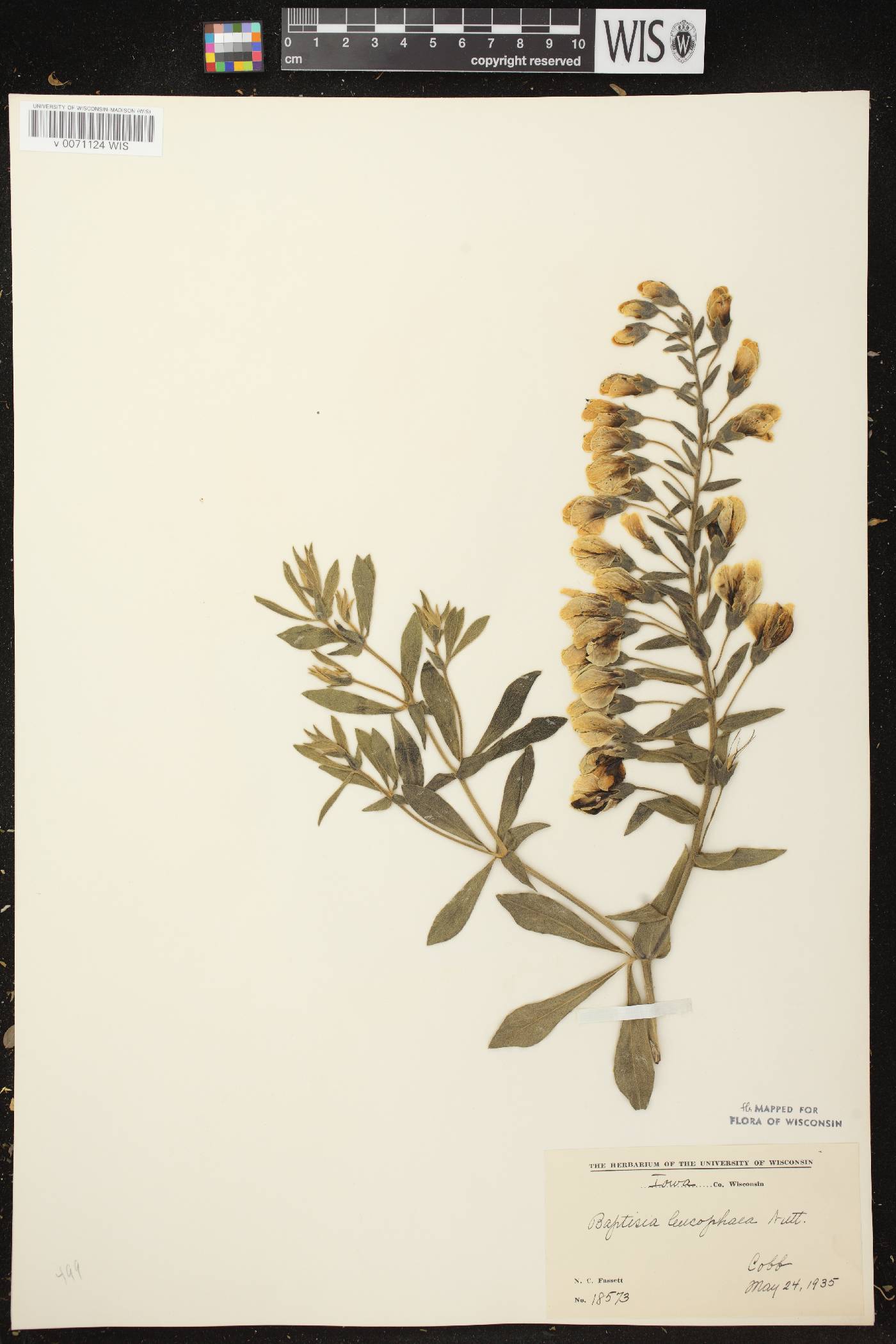 Baptisia leucophaea image