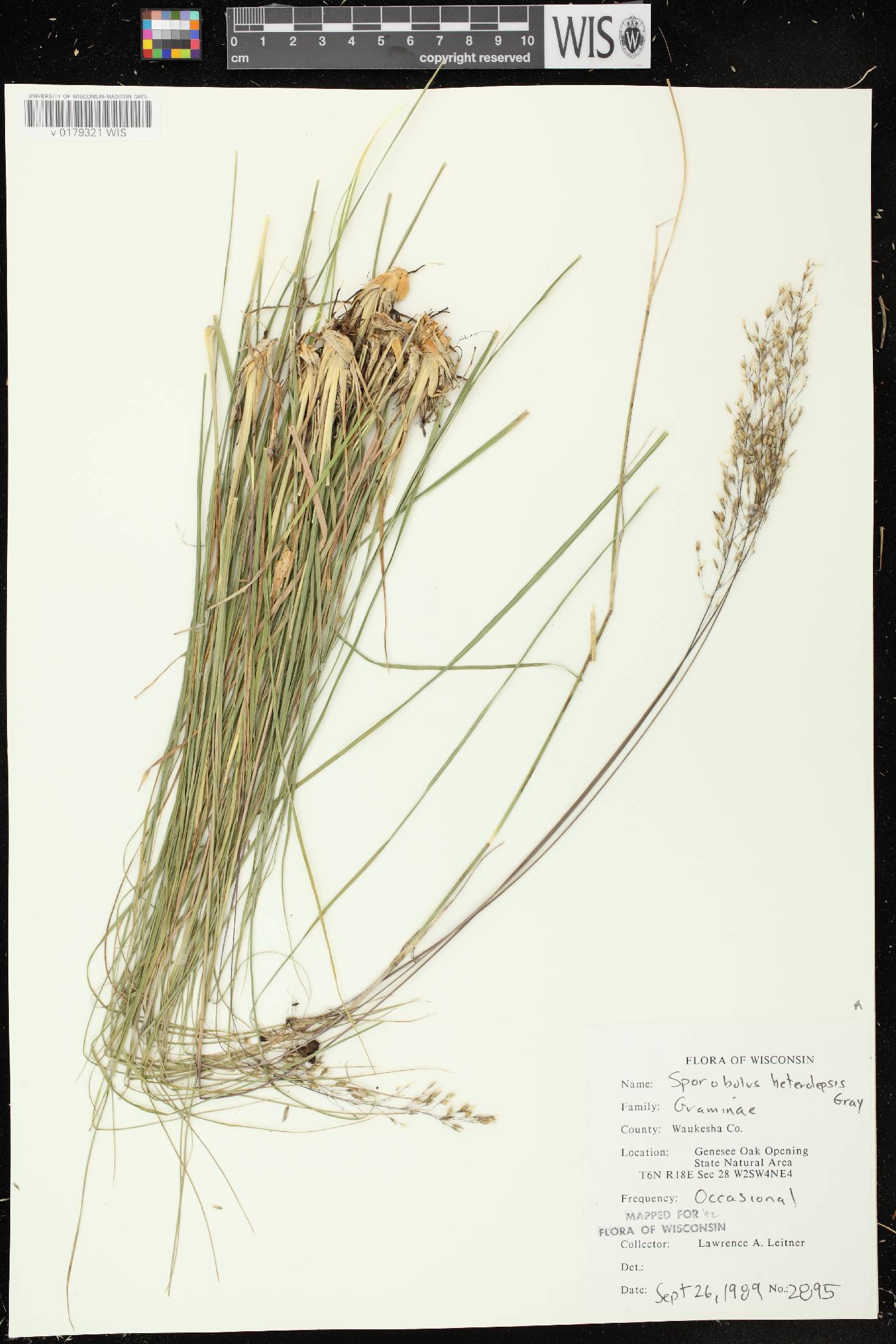 Sporobolus heterolepis image