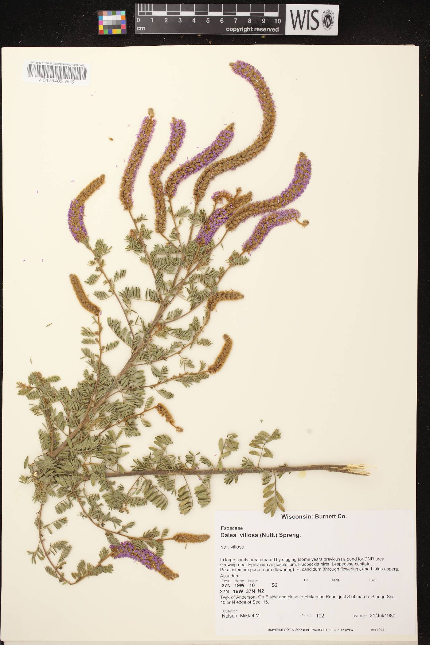 Dalea villosa var. villosa image