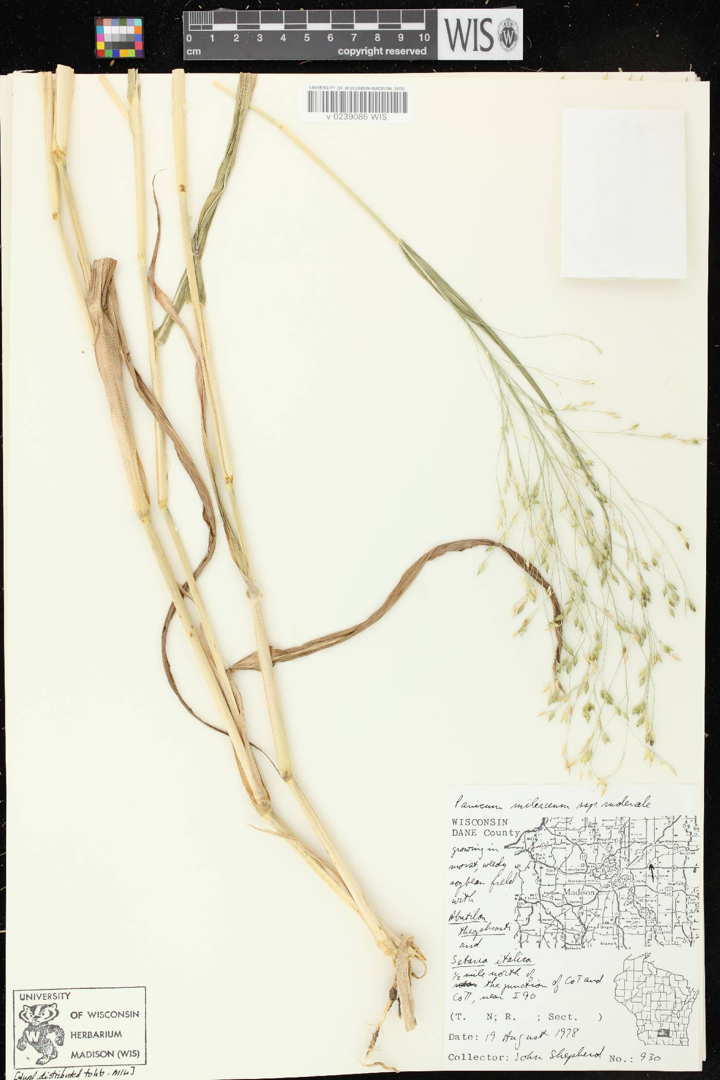 Panicum miliaceum subsp. ruderale image
