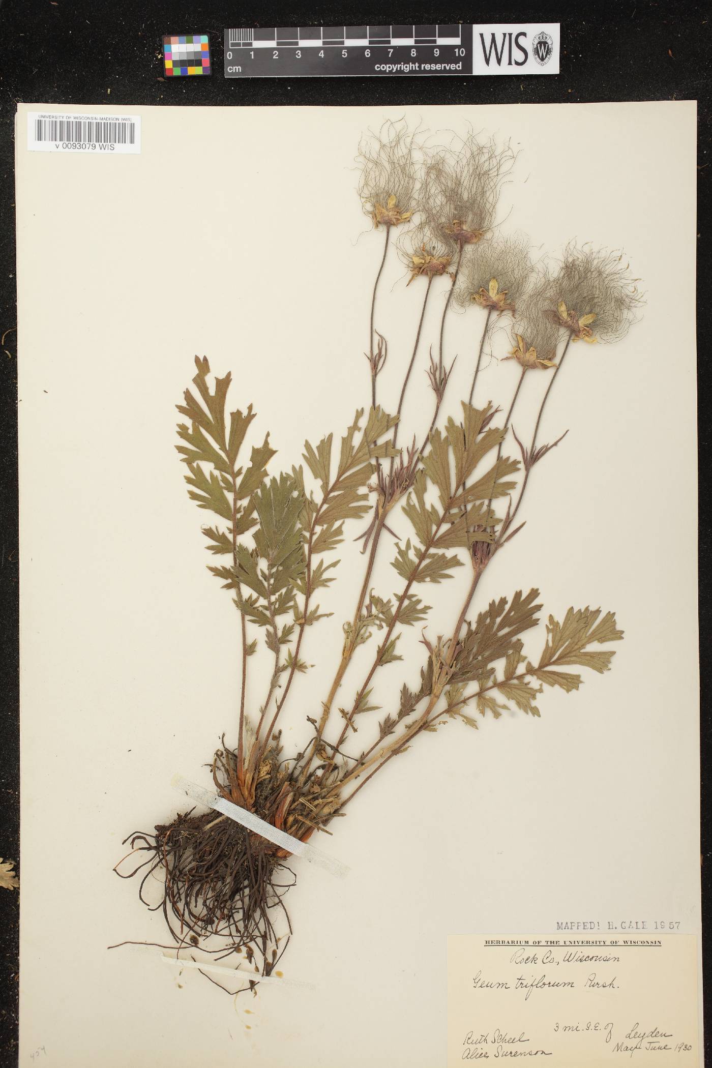 Geum triflorum var. triflorum image