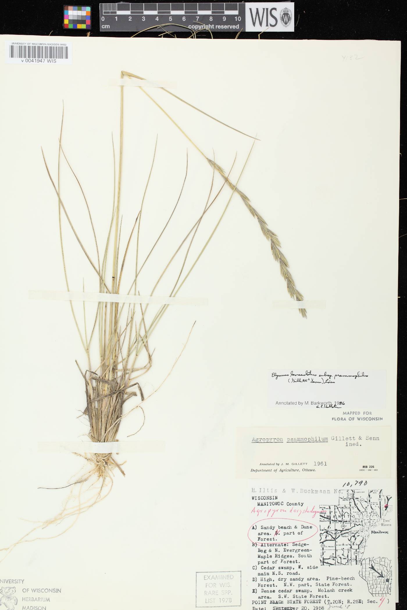 Elymus lanceolatus image