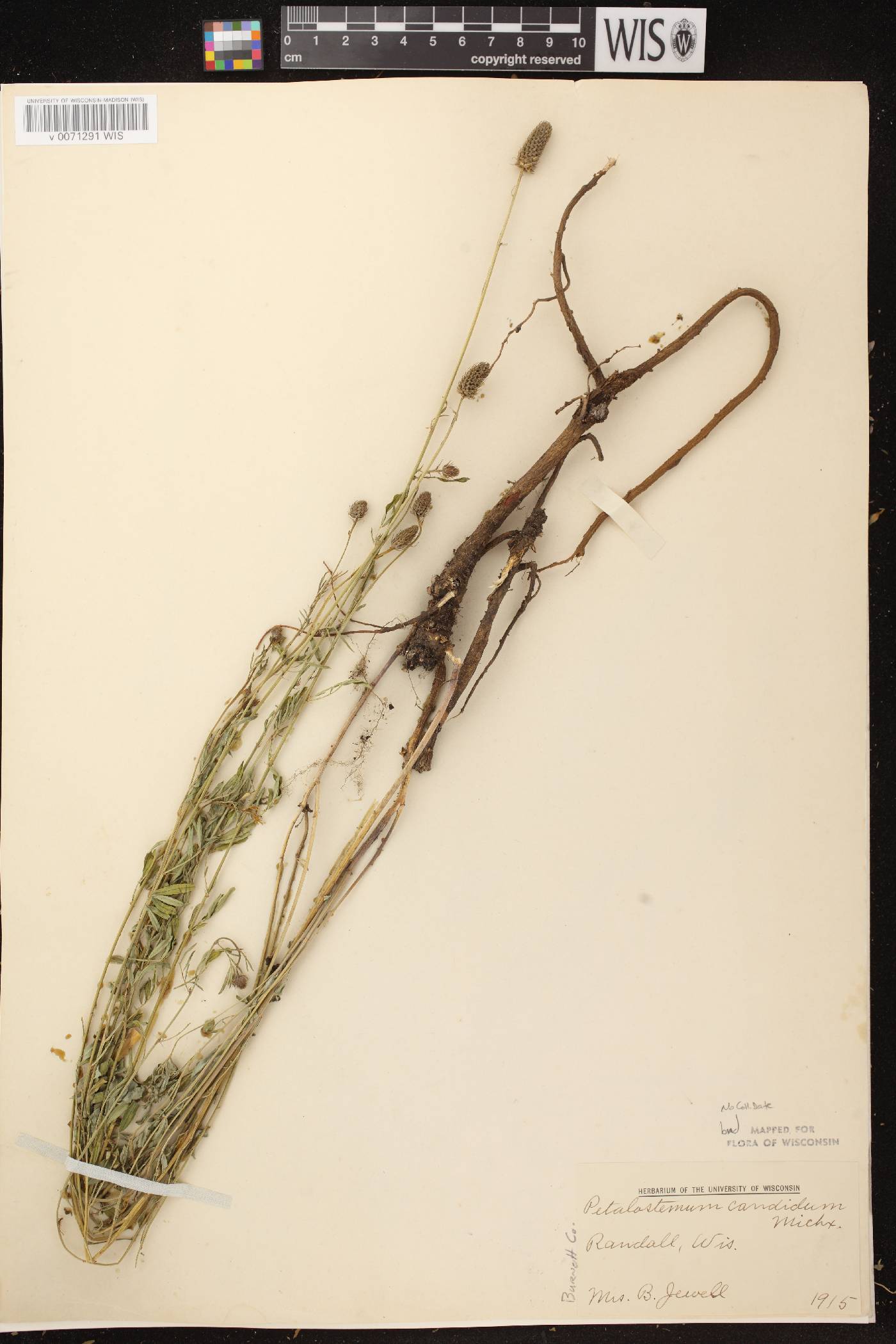 Dalea candida image