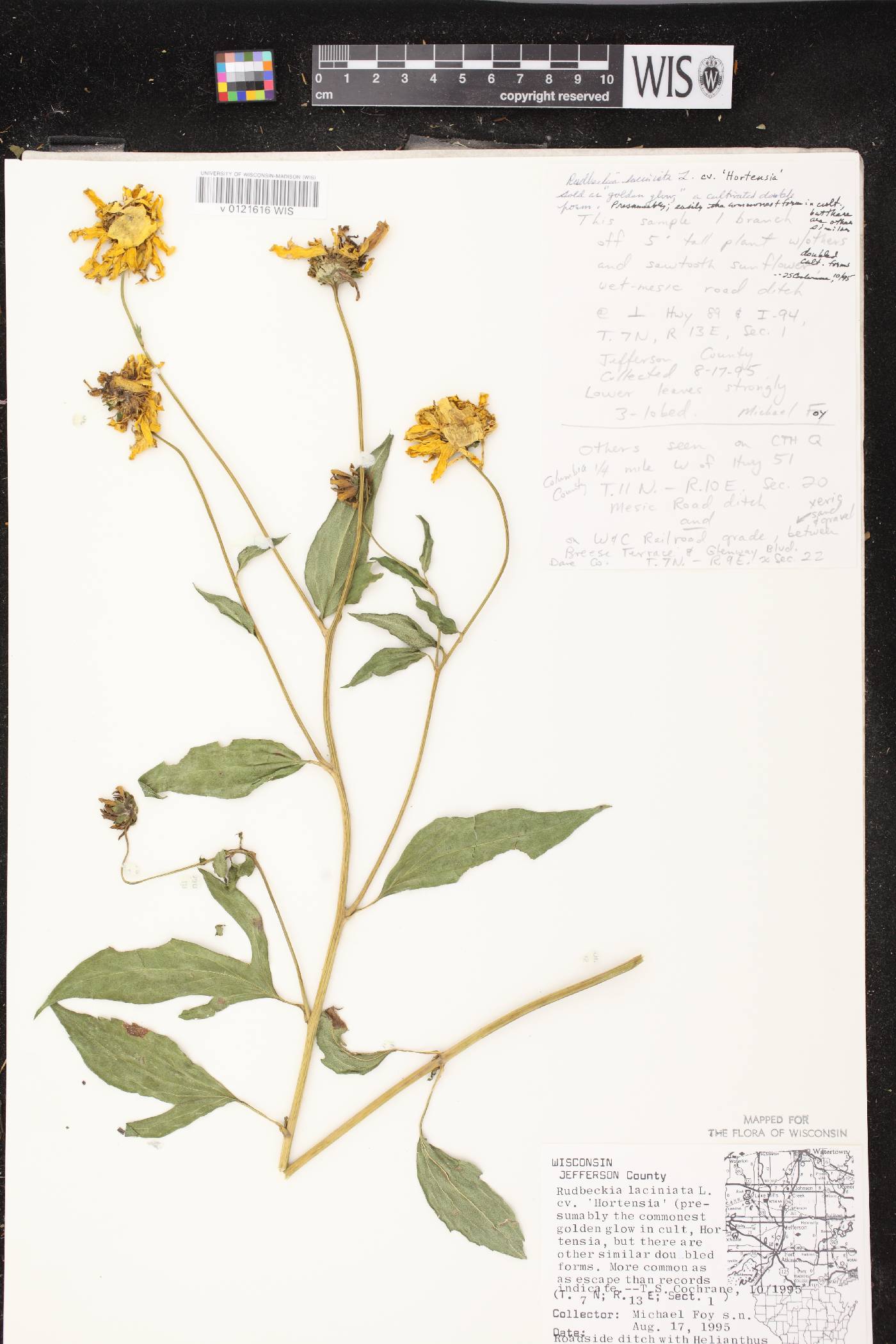 Rudbeckia laciniata image