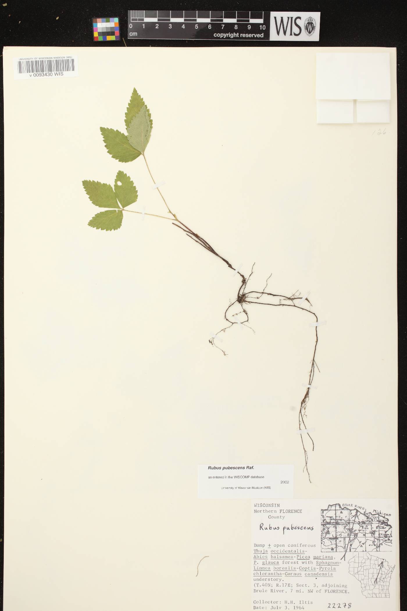 Rubus pubescens image