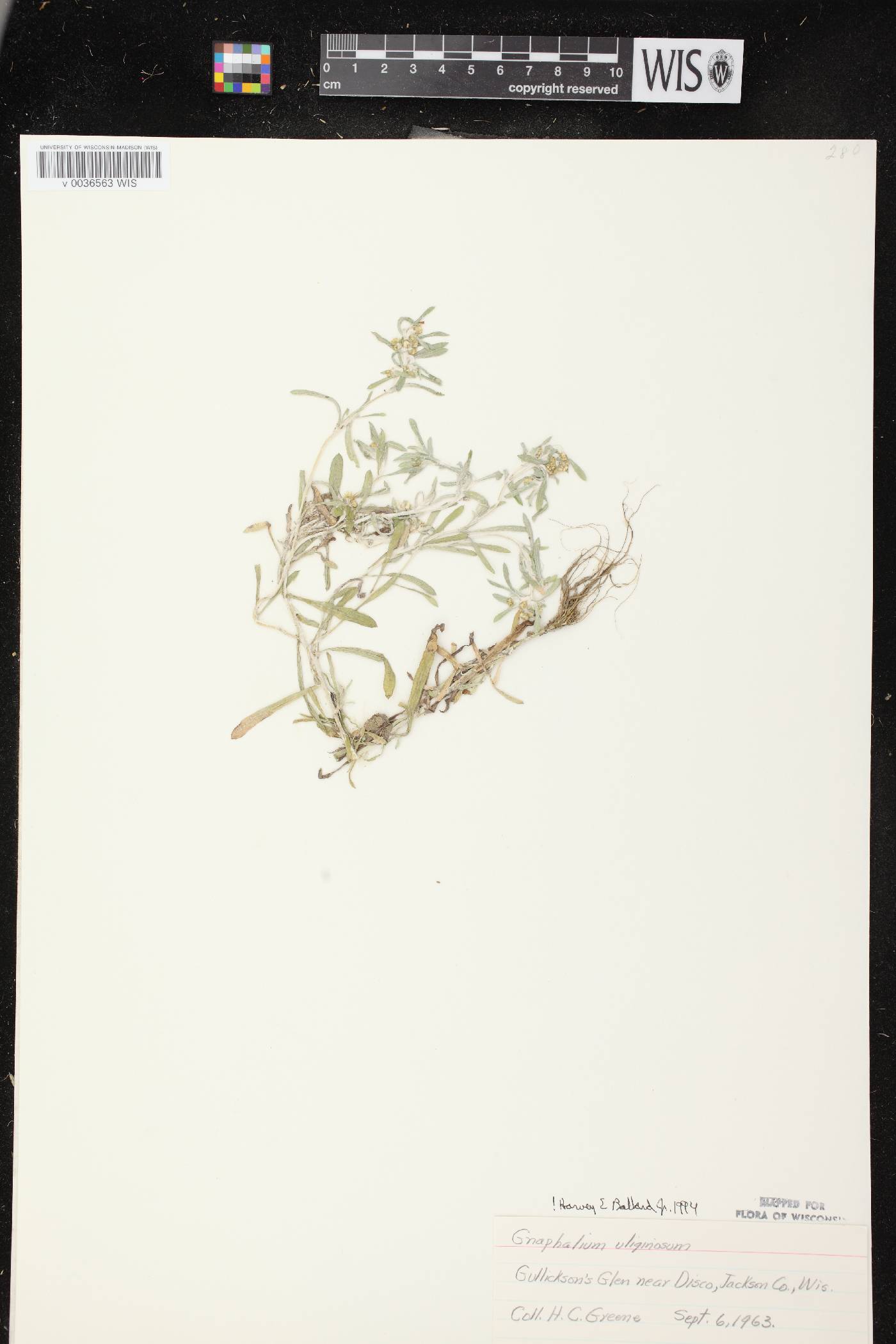 Gnaphalium uliginosum image