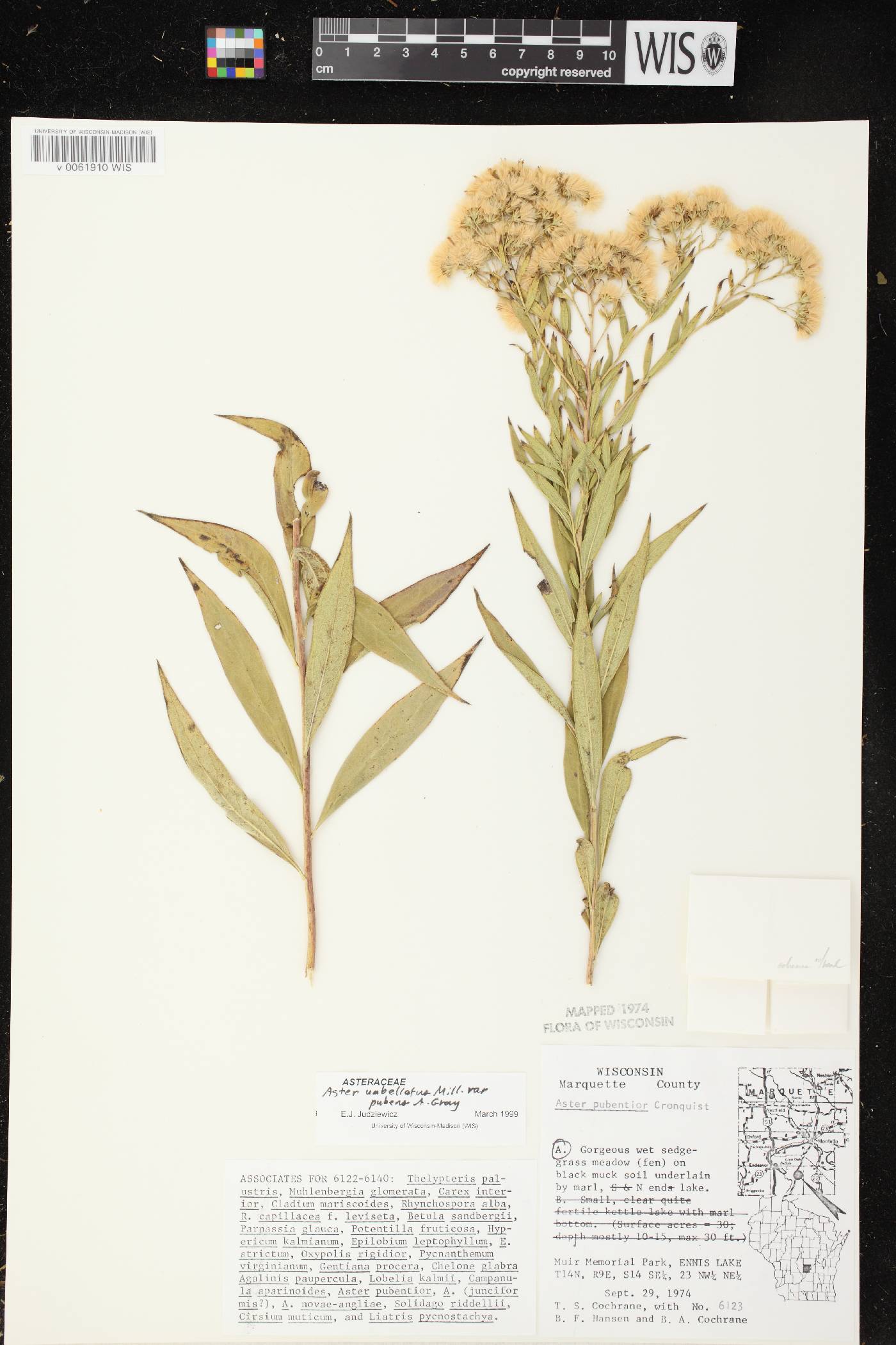 Doellingeria umbellata var. pubens image
