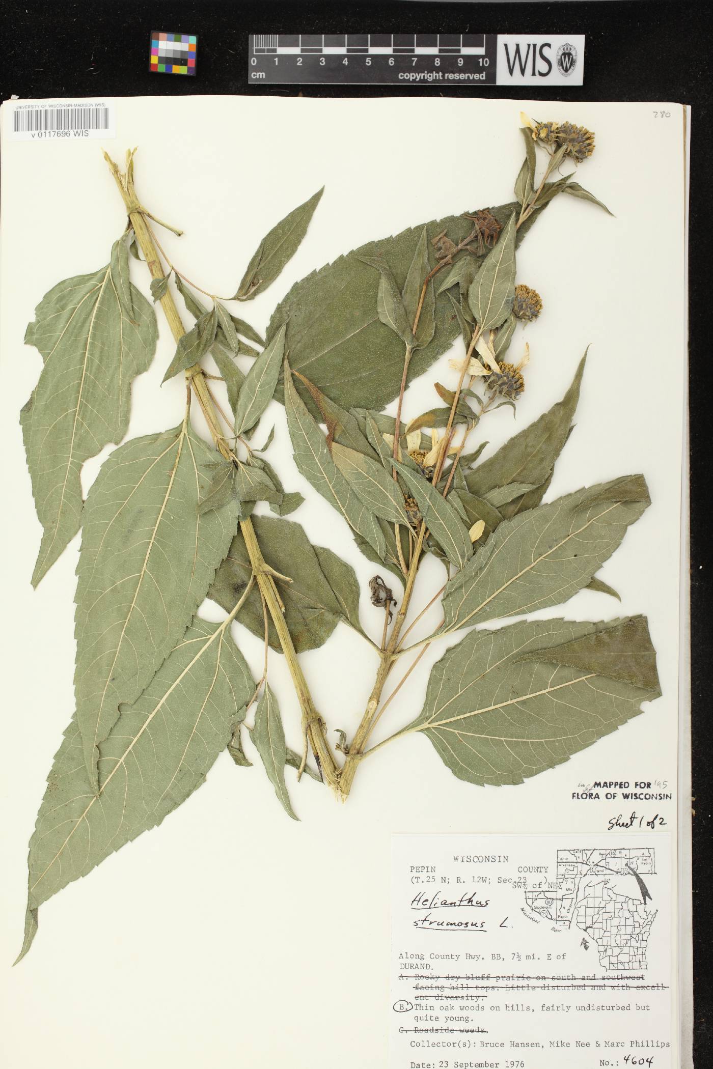 Helianthus strumosus image