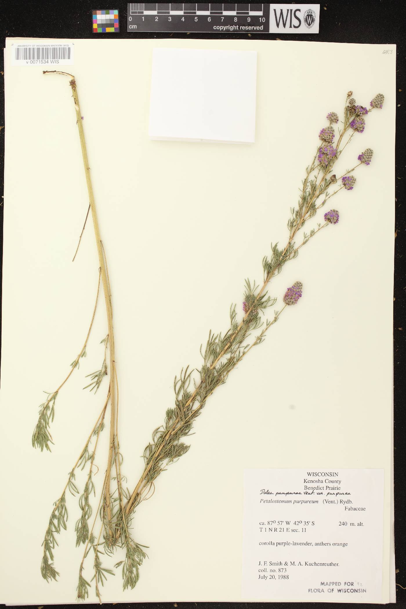Dalea purpurea var. purpurea image