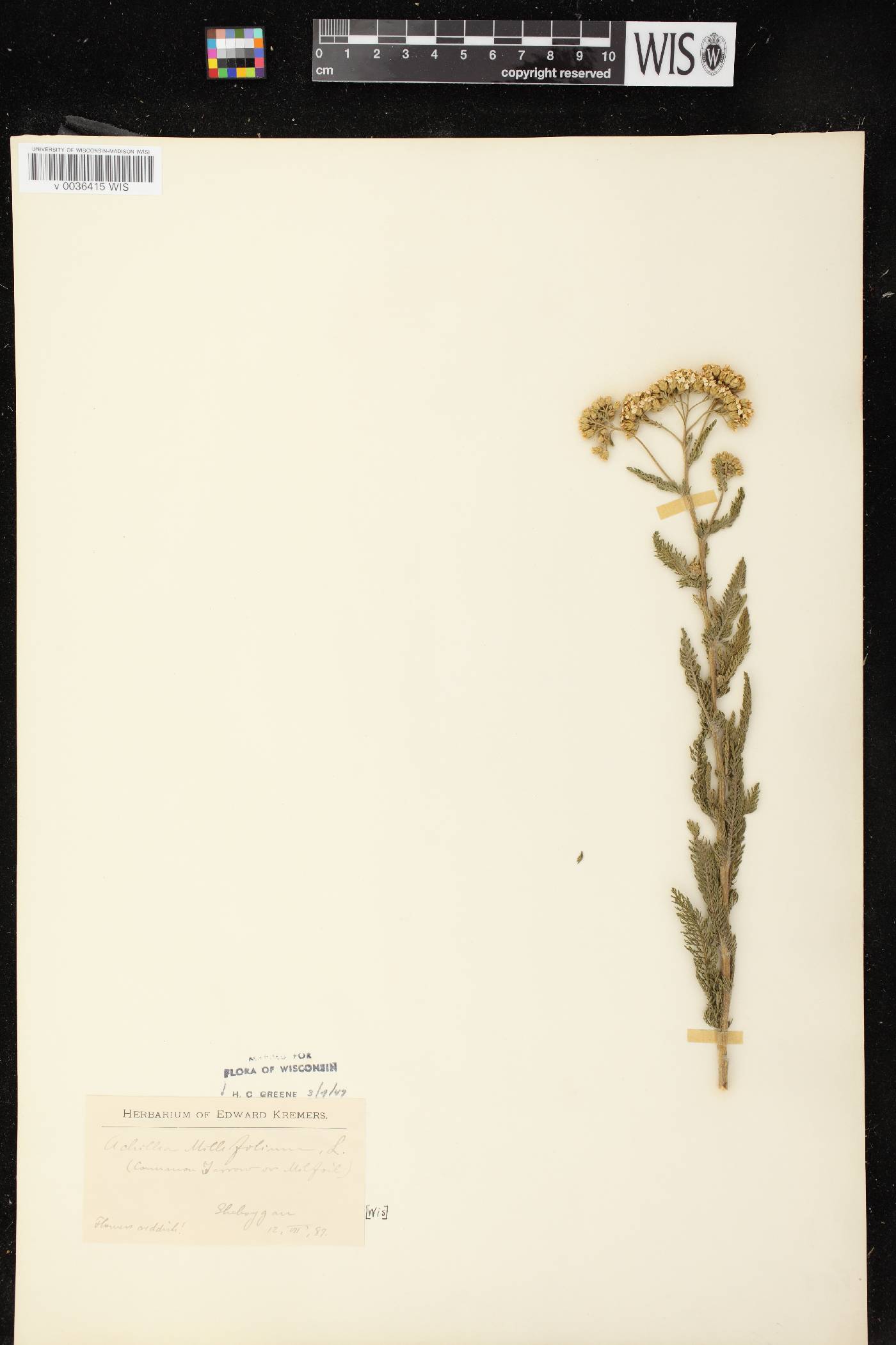 Achillea millefolium image