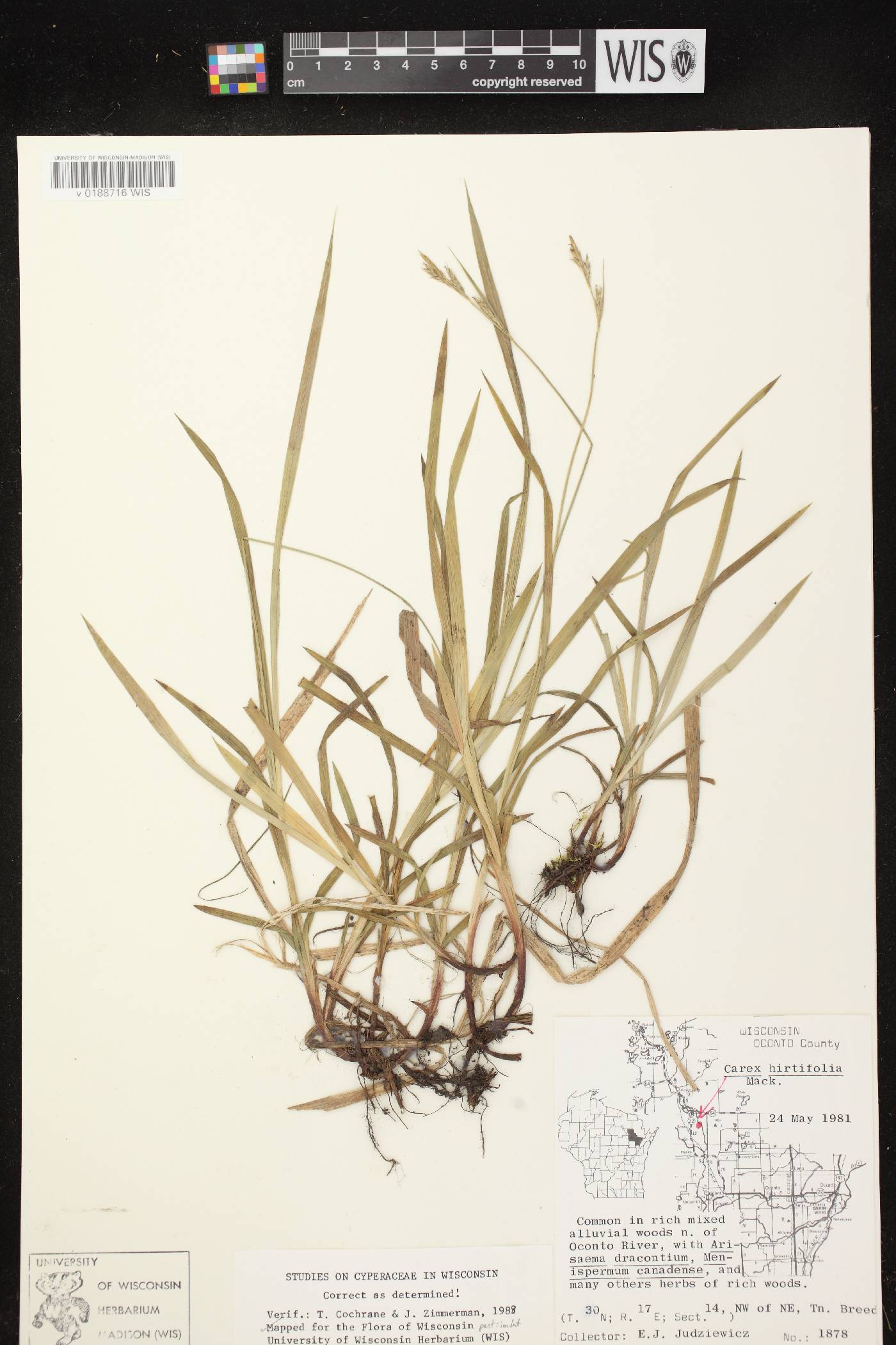 Carex hirtifolia image