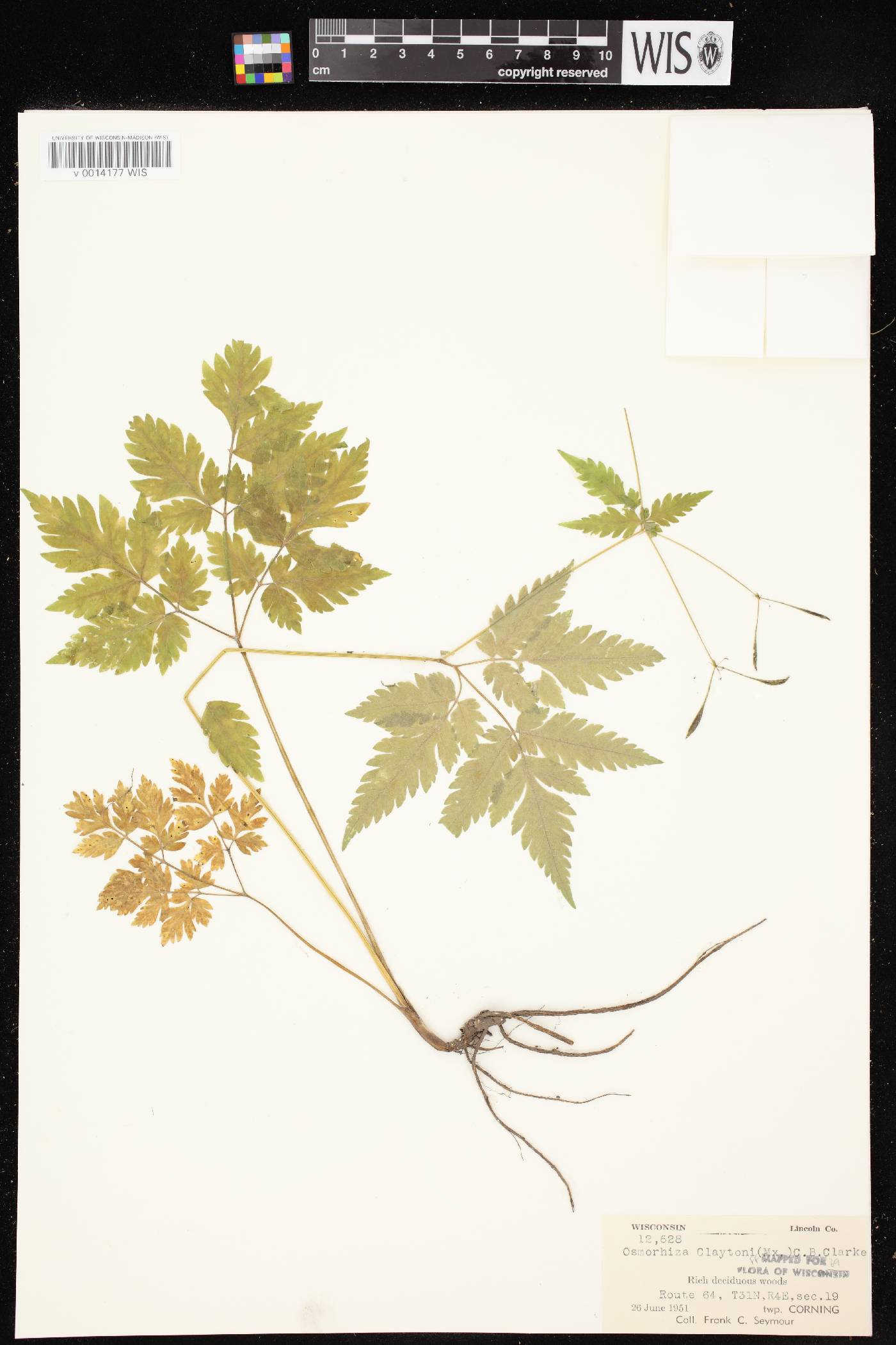 Osmorhiza claytonii image