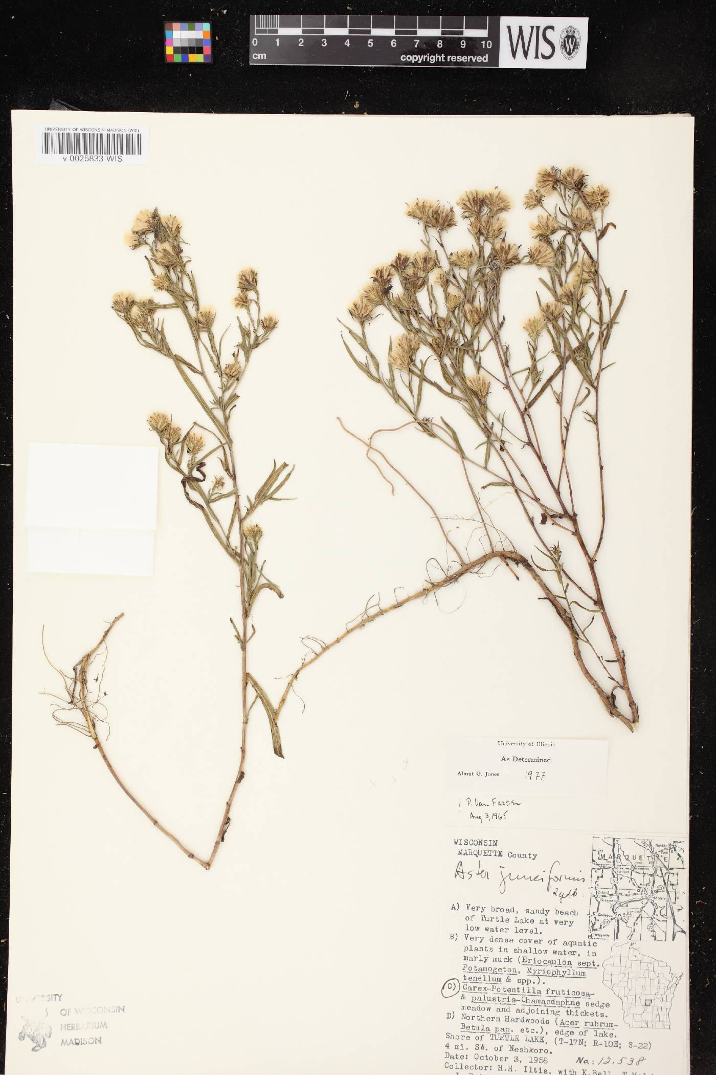Symphyotrichum boreale image