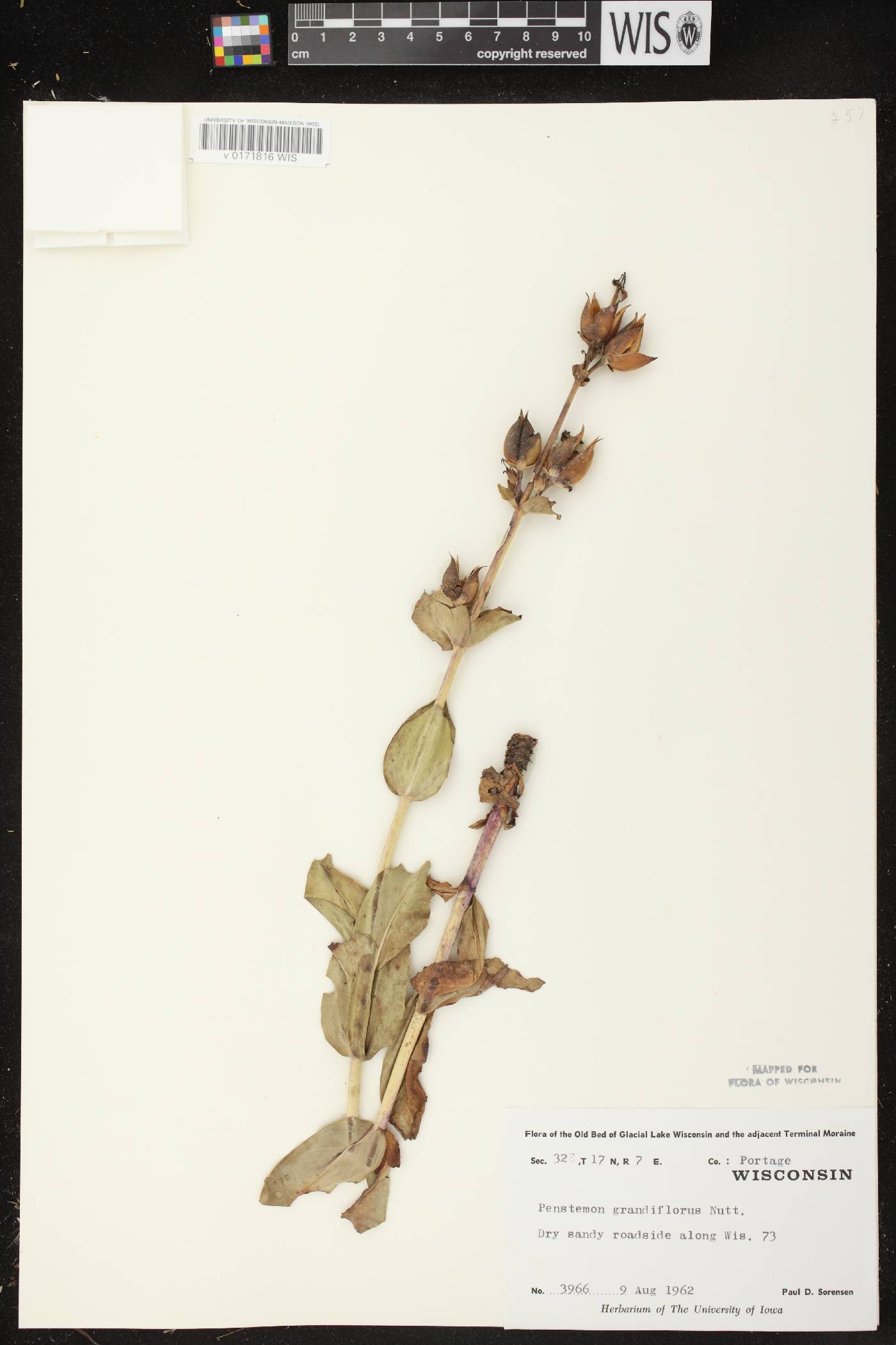 Penstemon grandiflorus image