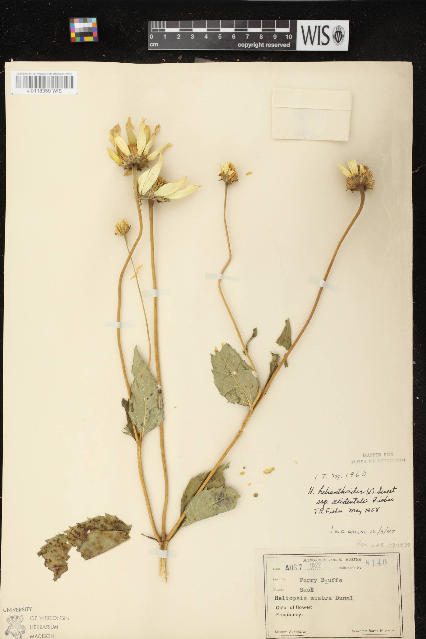 Heliopsis helianthoides var. scabra image