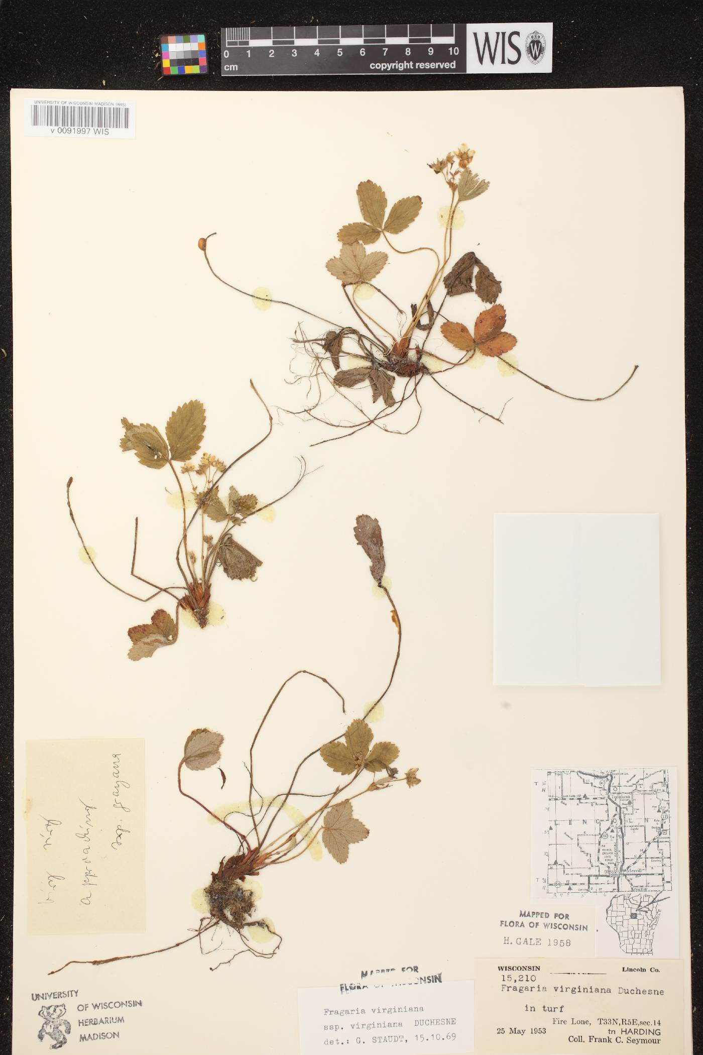 Fragaria virginiana image