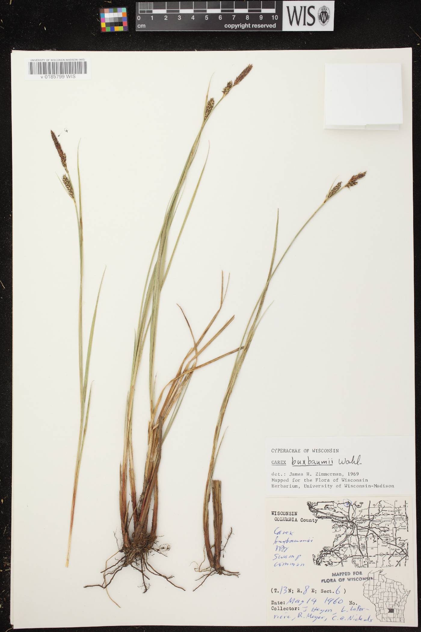 Carex buxbaumii image