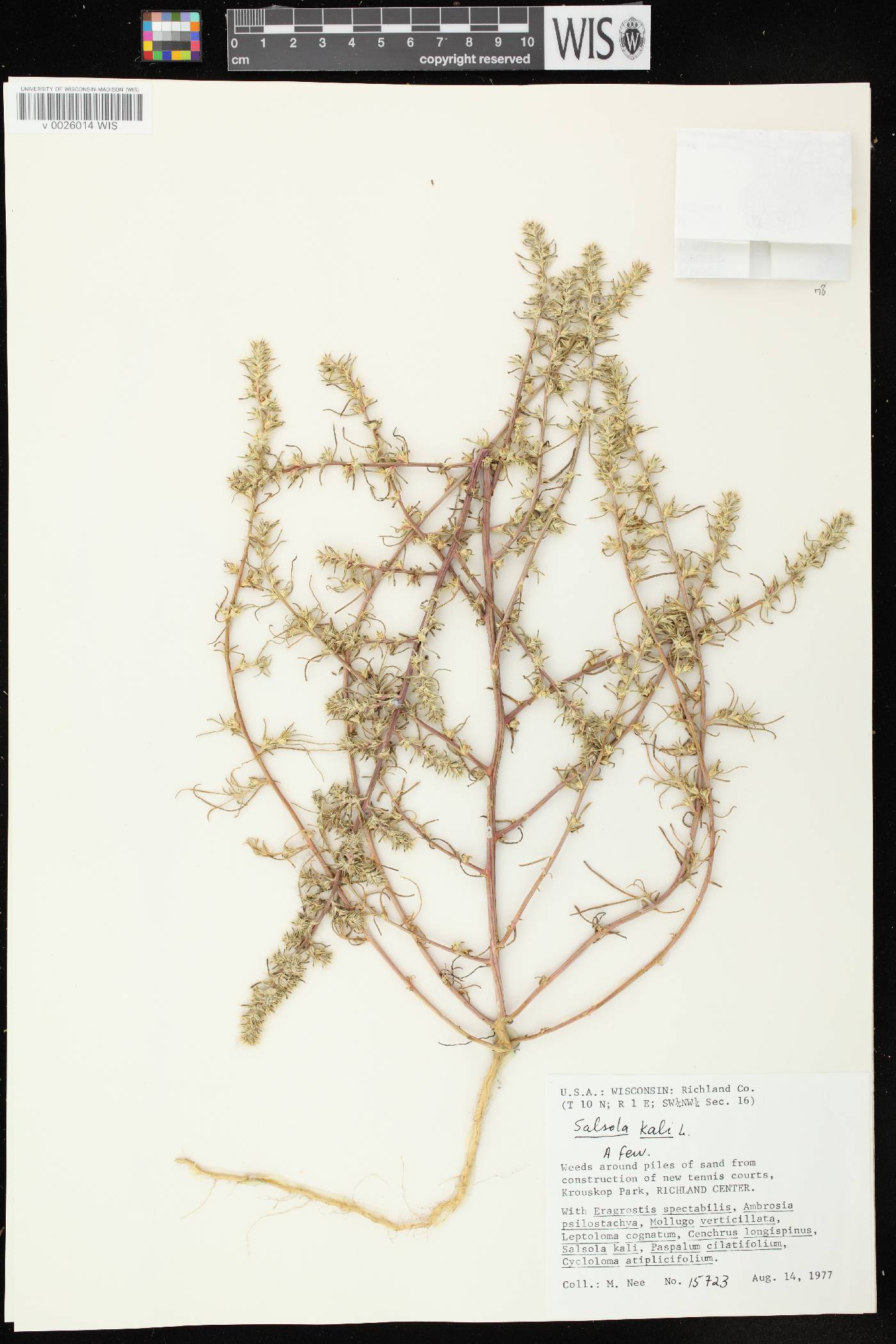 Salsola tragus image