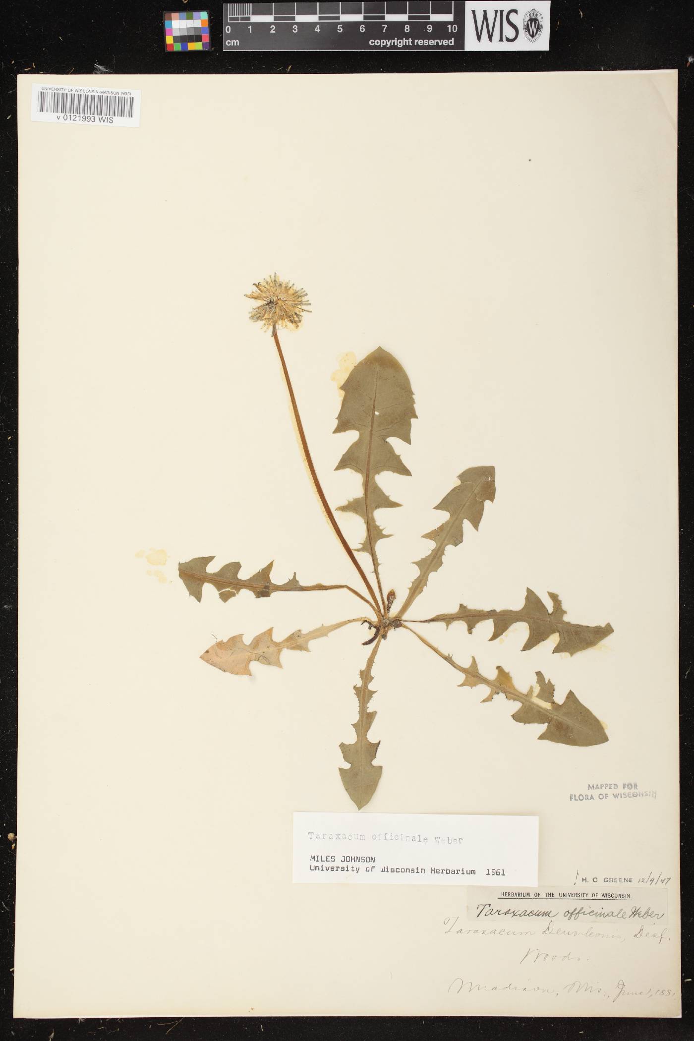 Taraxacum officinale image