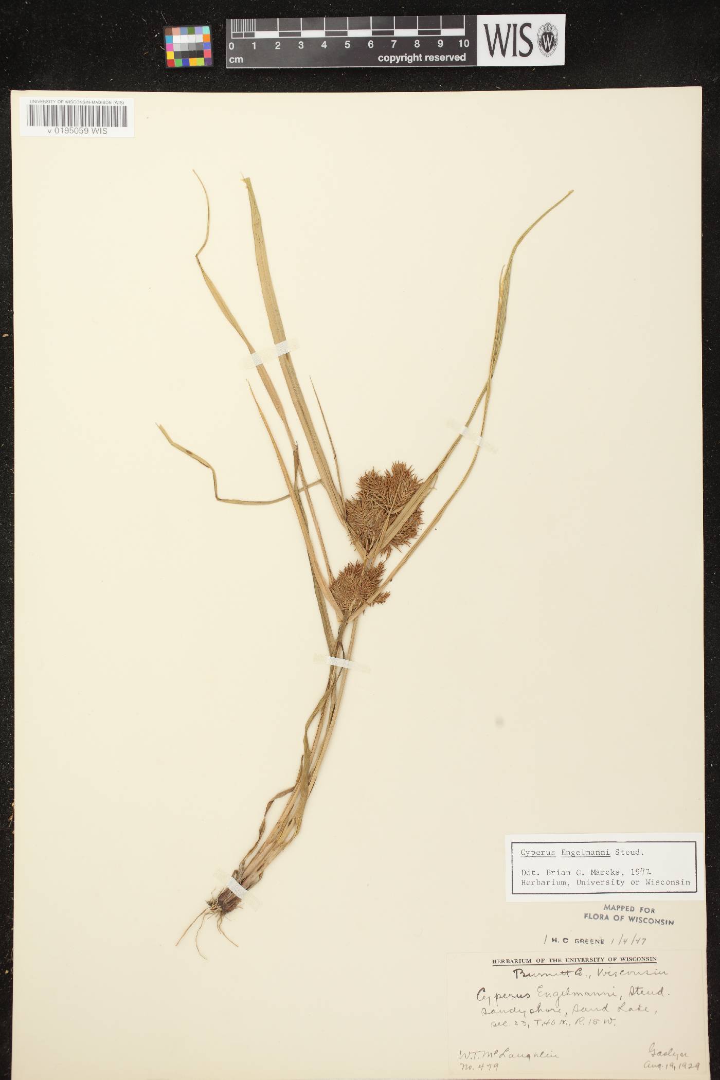 Cyperus odoratus image