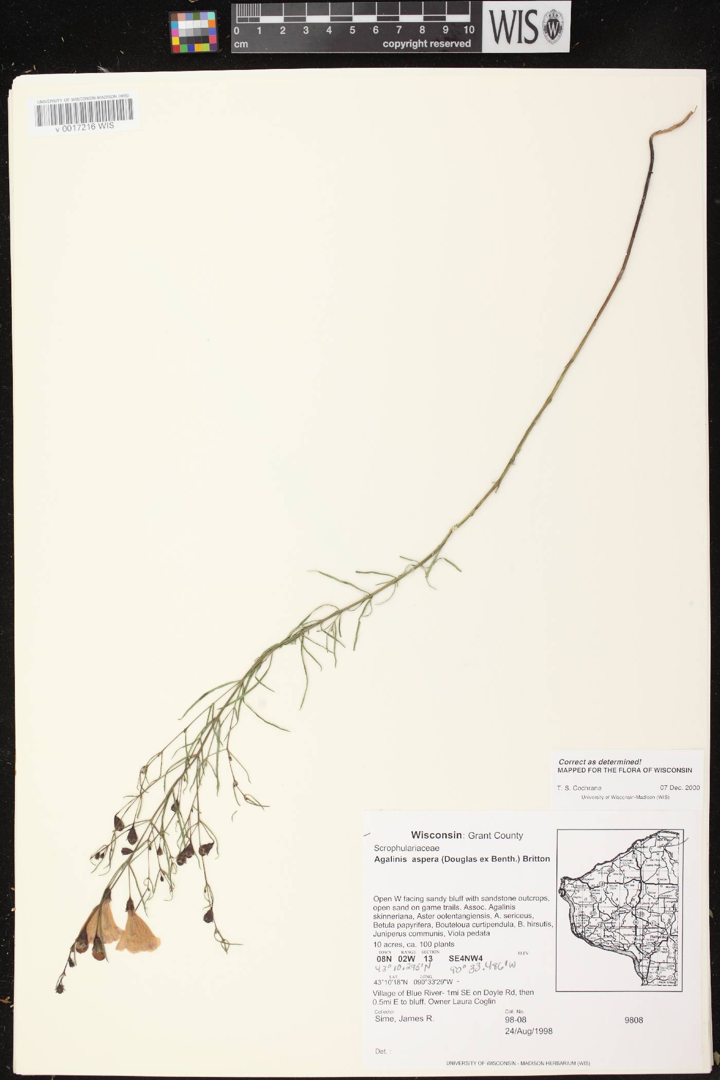 Agalinis aspera image