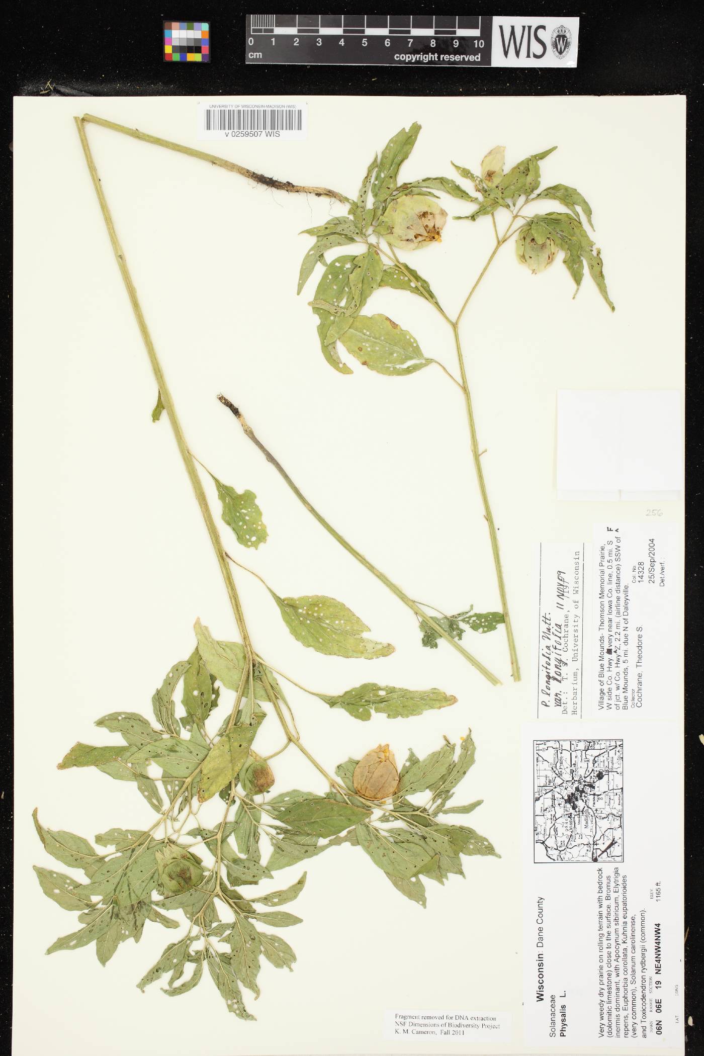 Physalis longifolia image