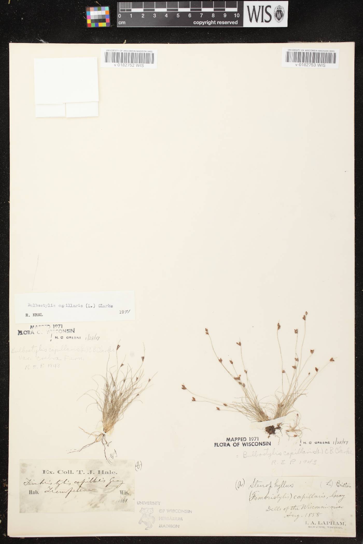Bulbostylis capillaris image