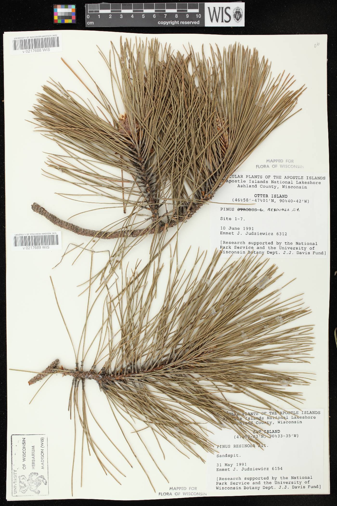 Pinus resinosa image