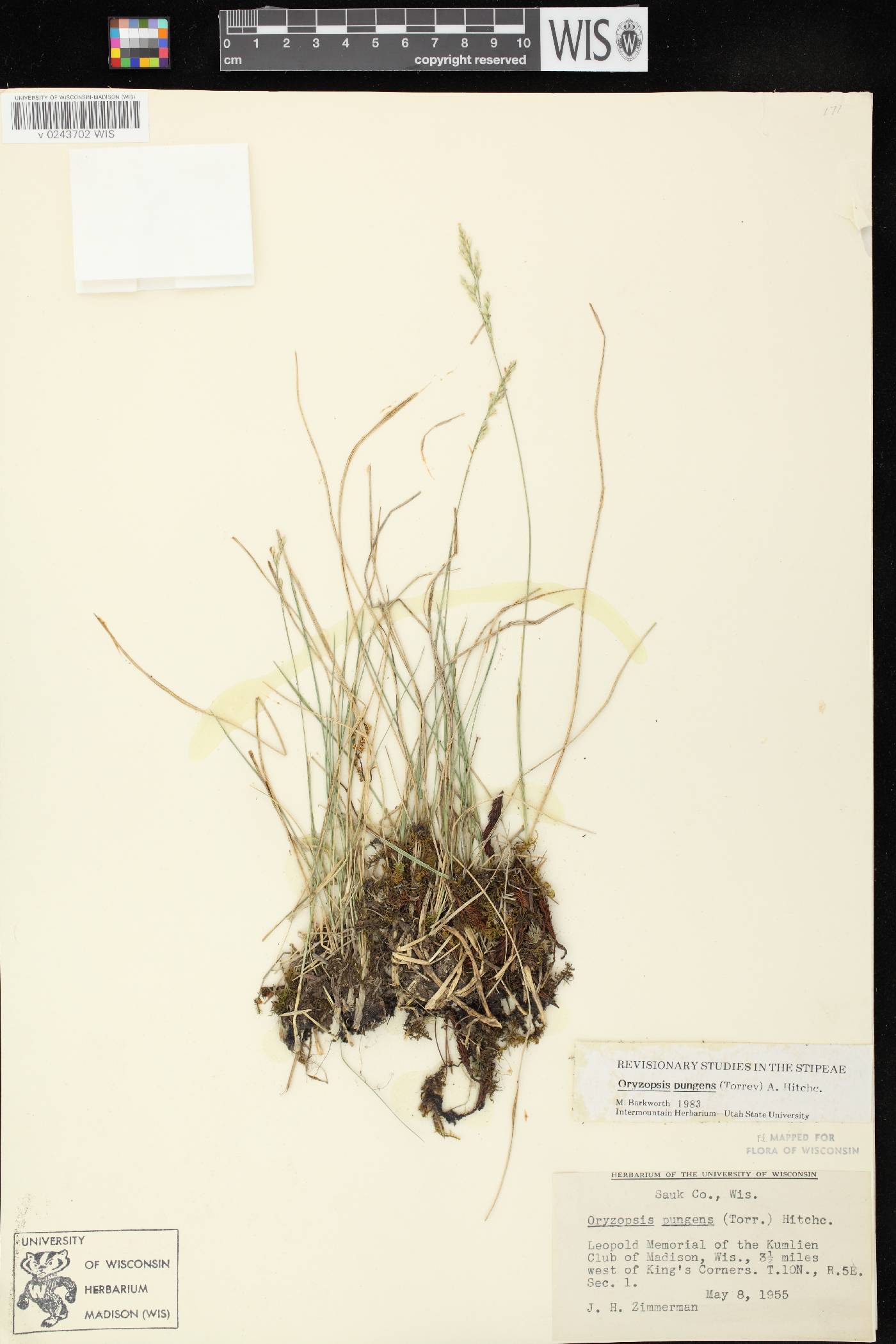 Piptatheropsis pungens image